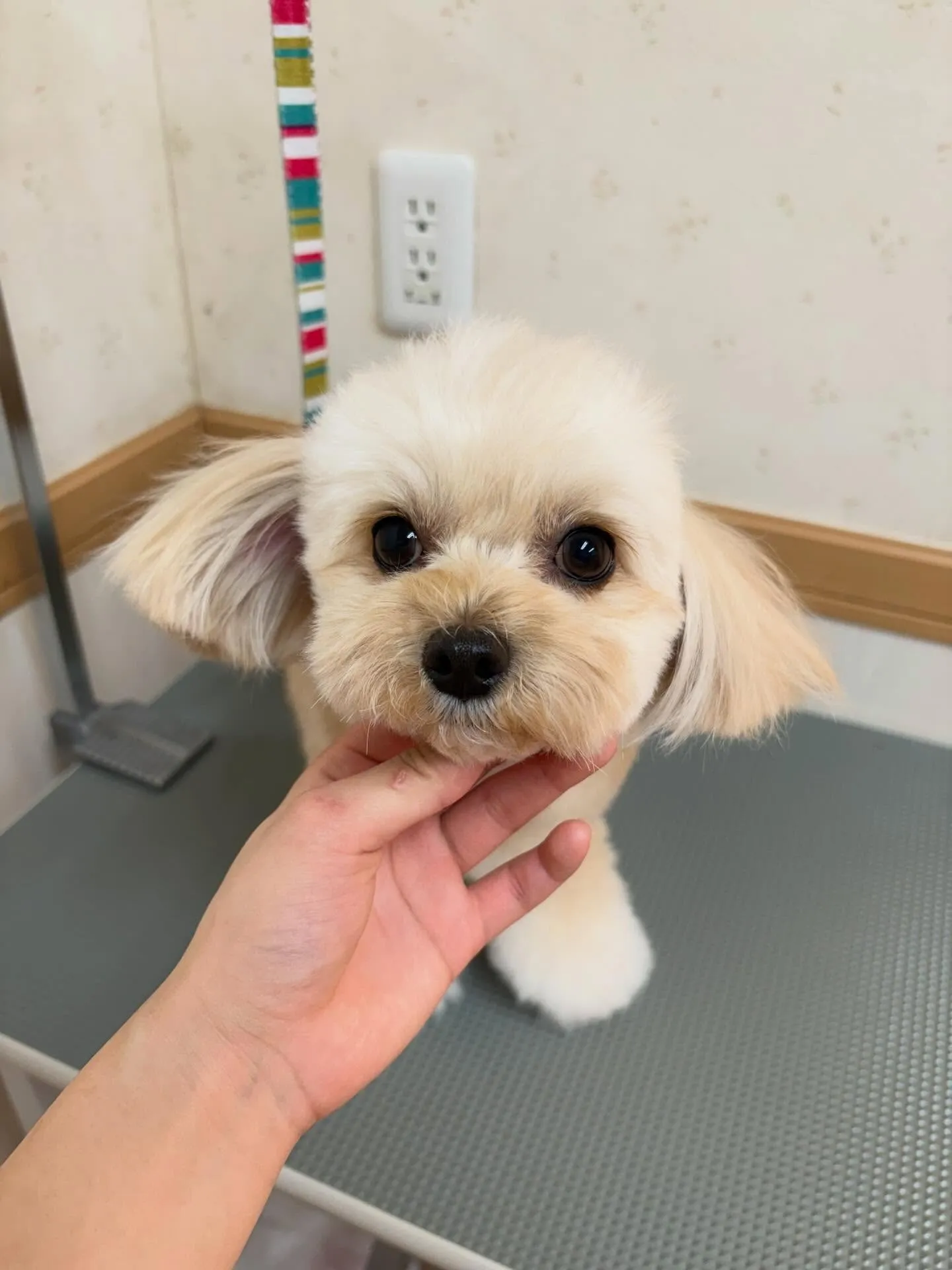 犬のトリミング✂️