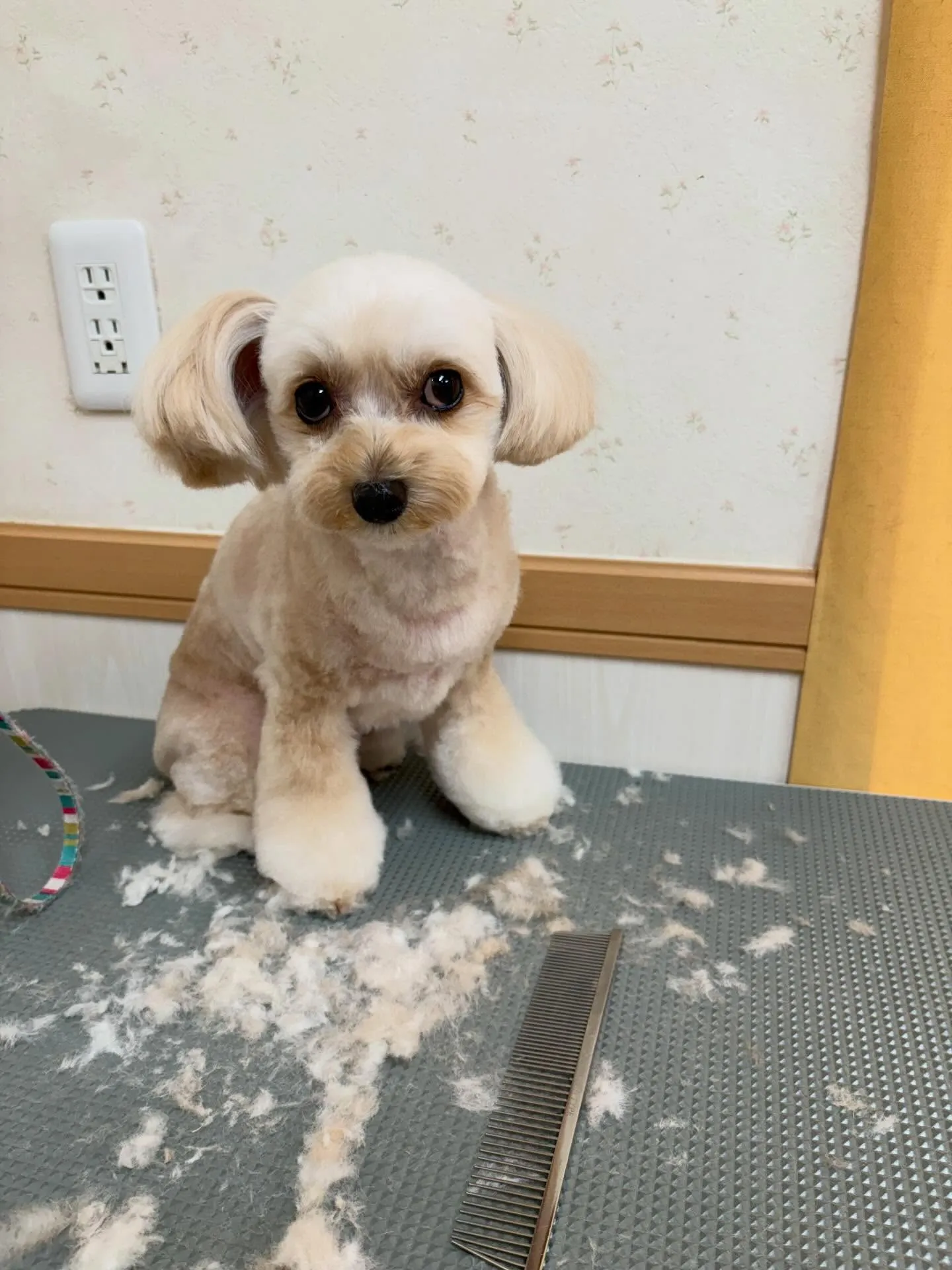 犬のトリミング✂️