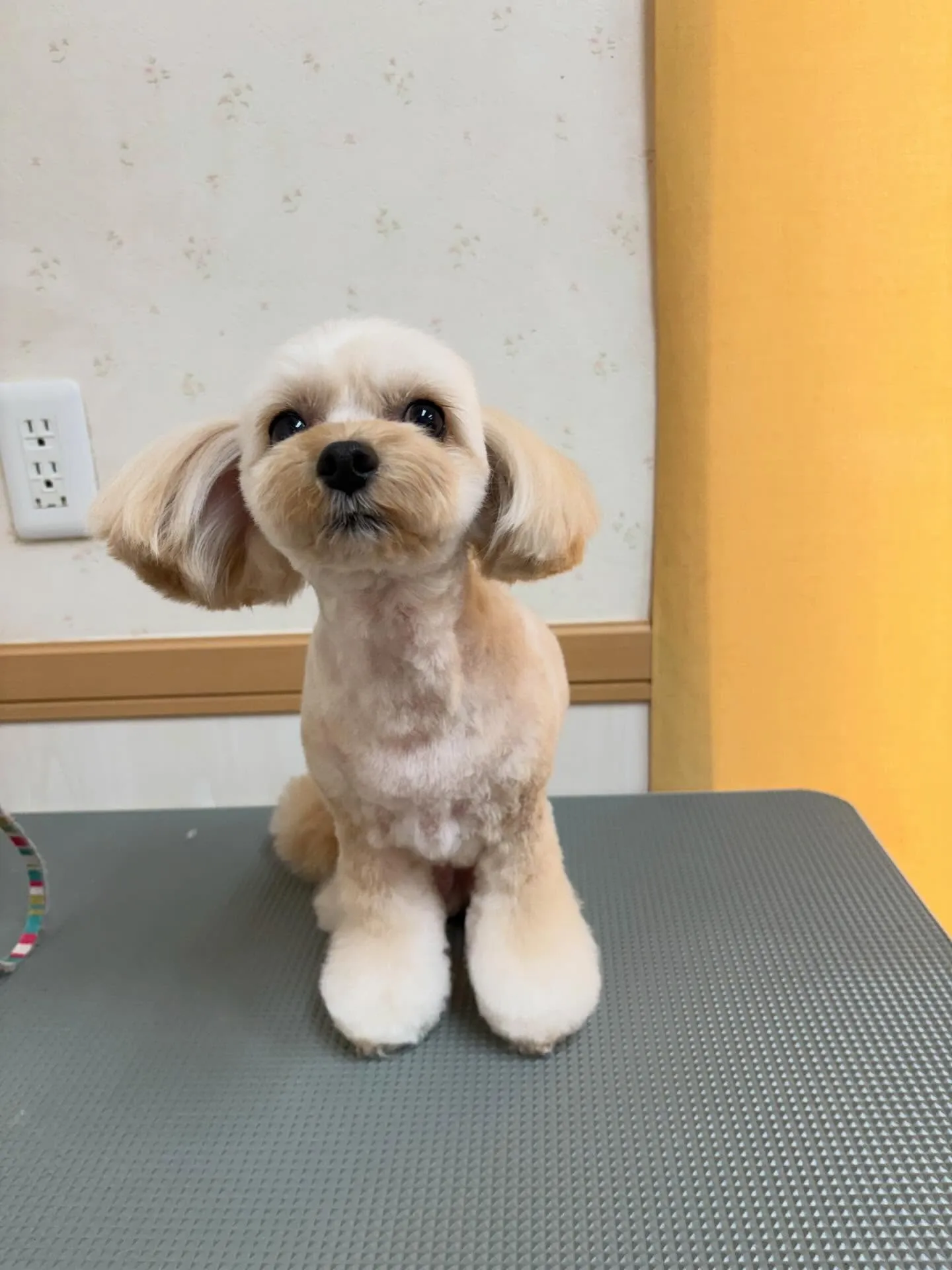 犬のトリミング✂️