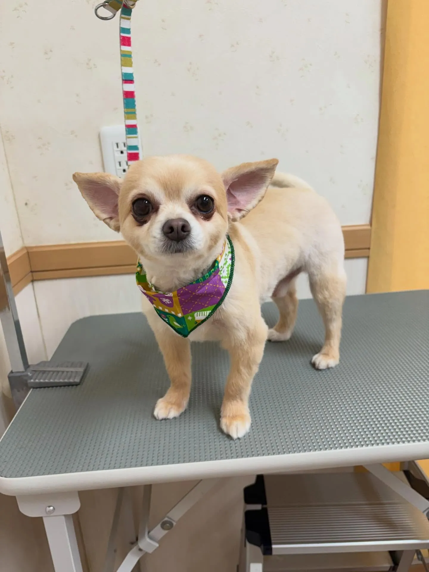 犬のトリミング✂️