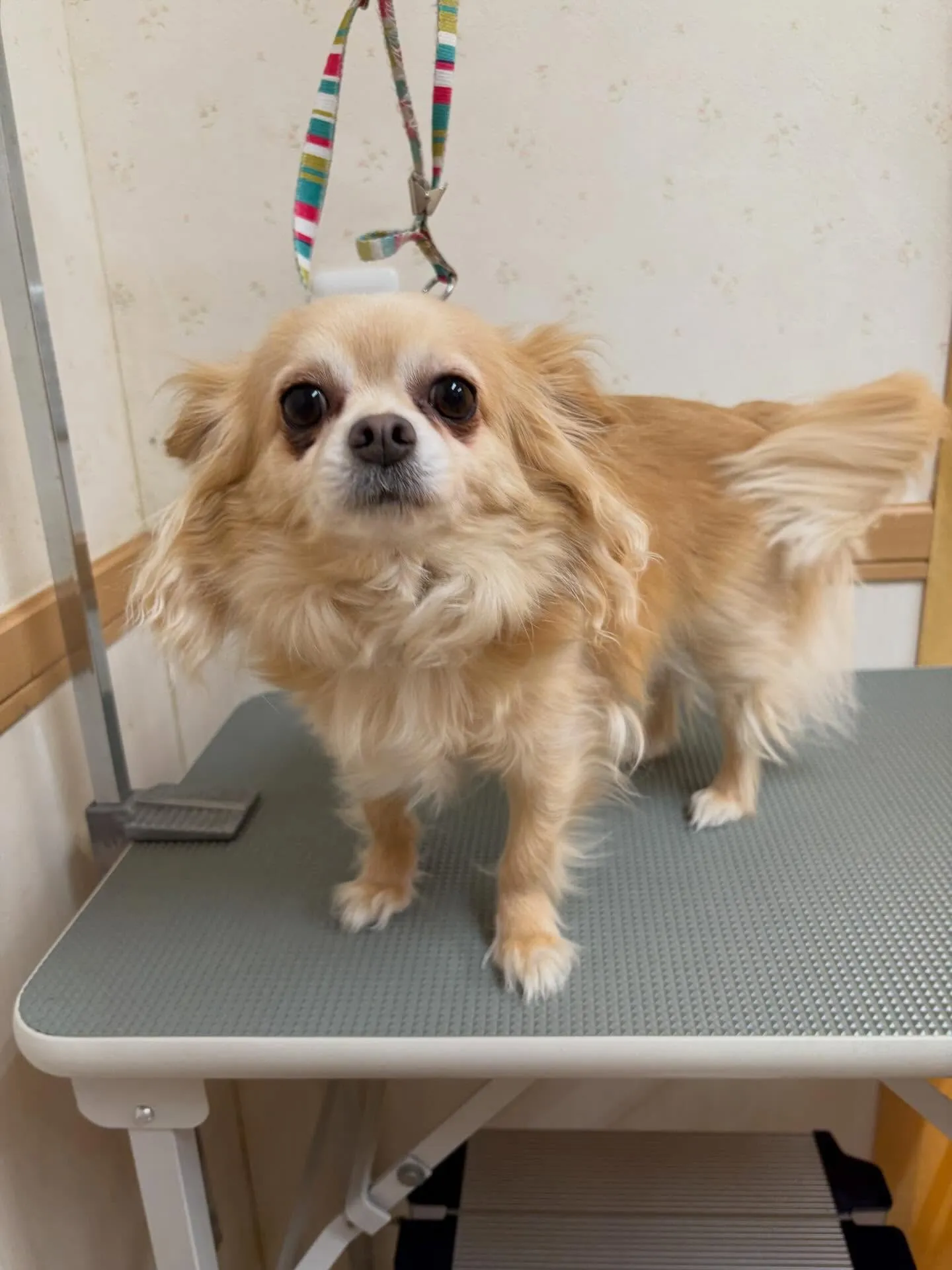 犬のトリミング✂️