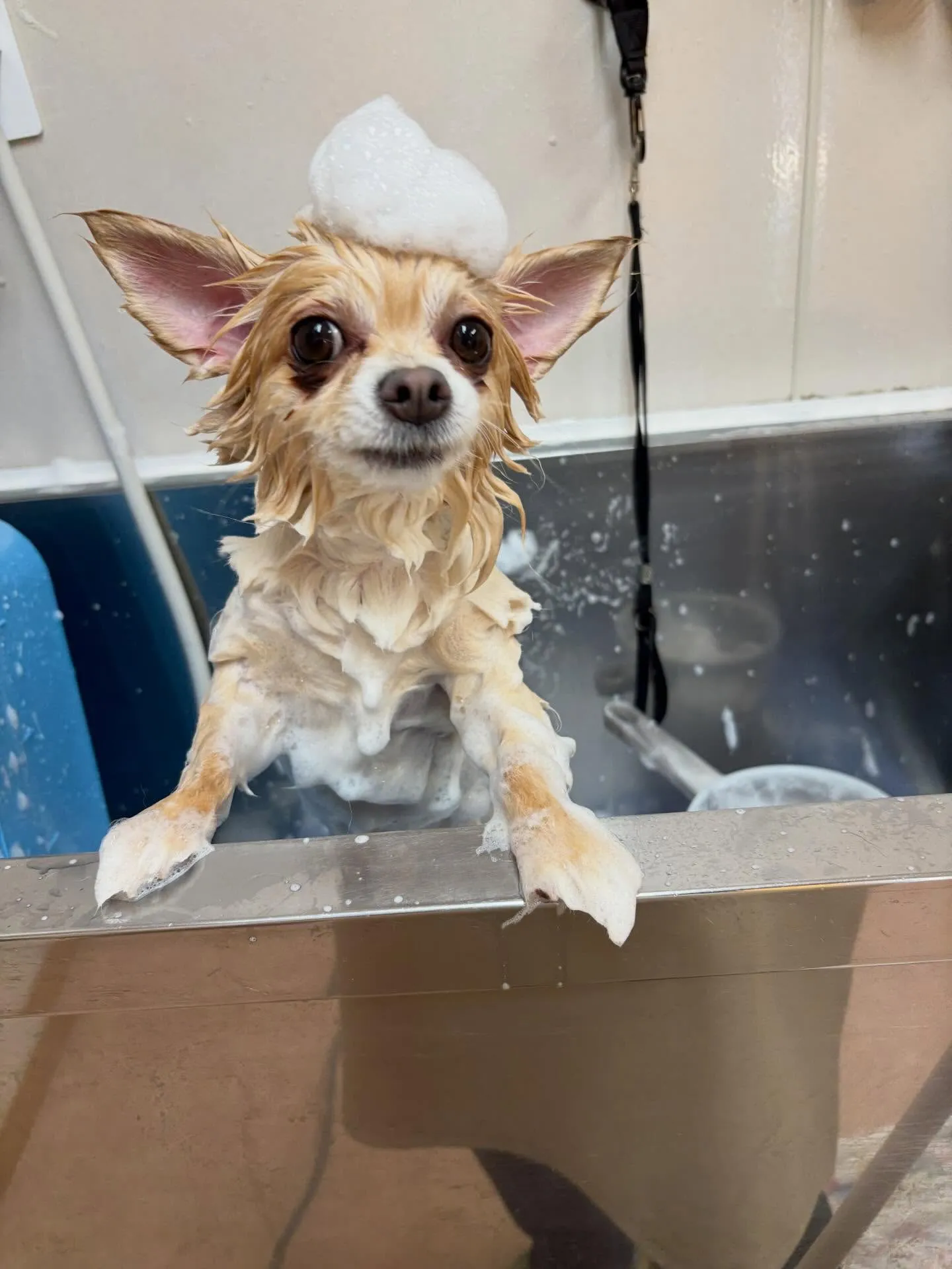 犬のトリミング✂️