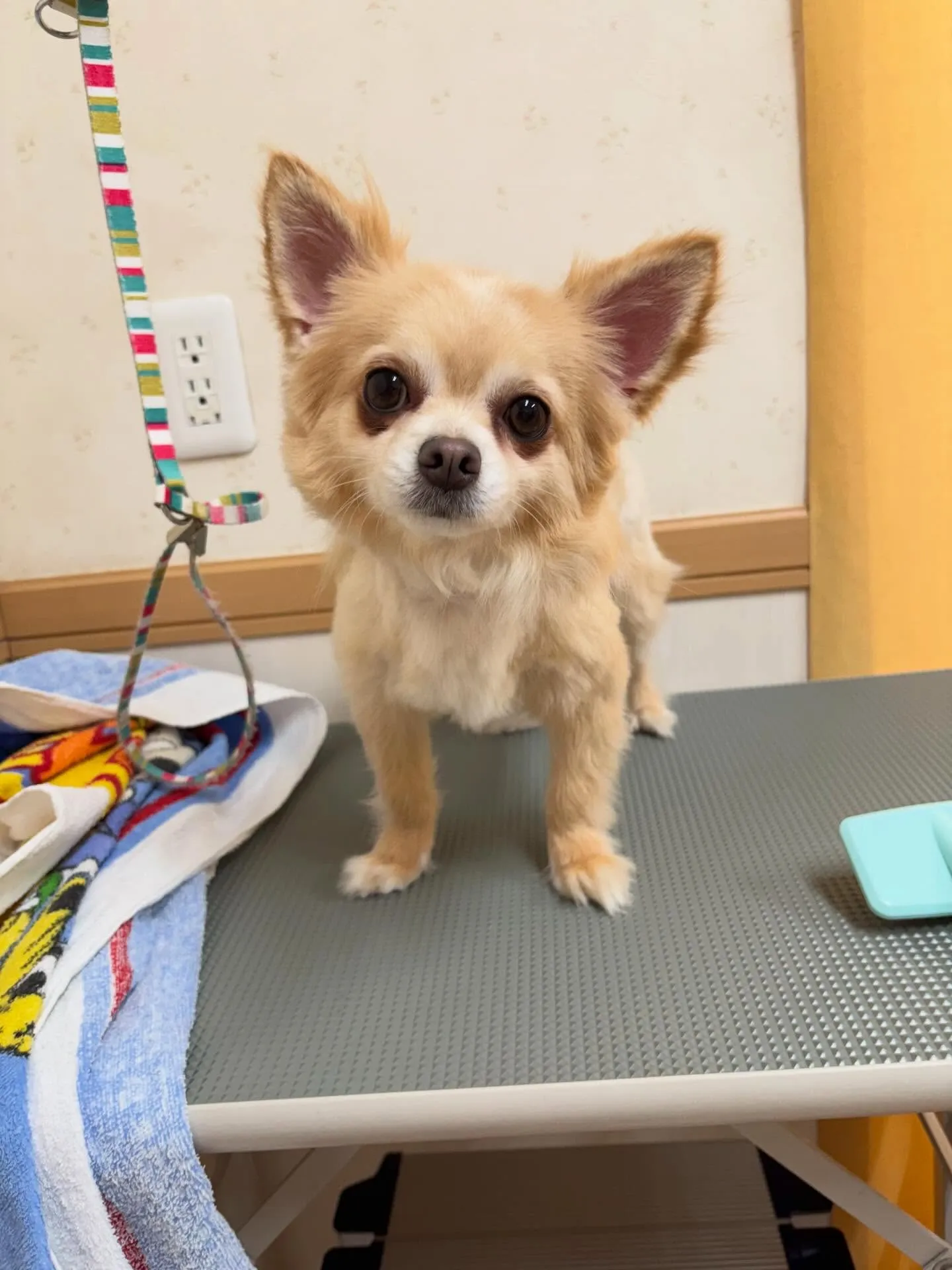 犬のトリミング✂️