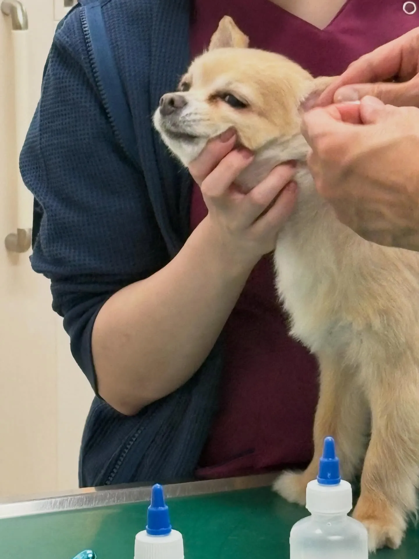 犬のトリミング✂️