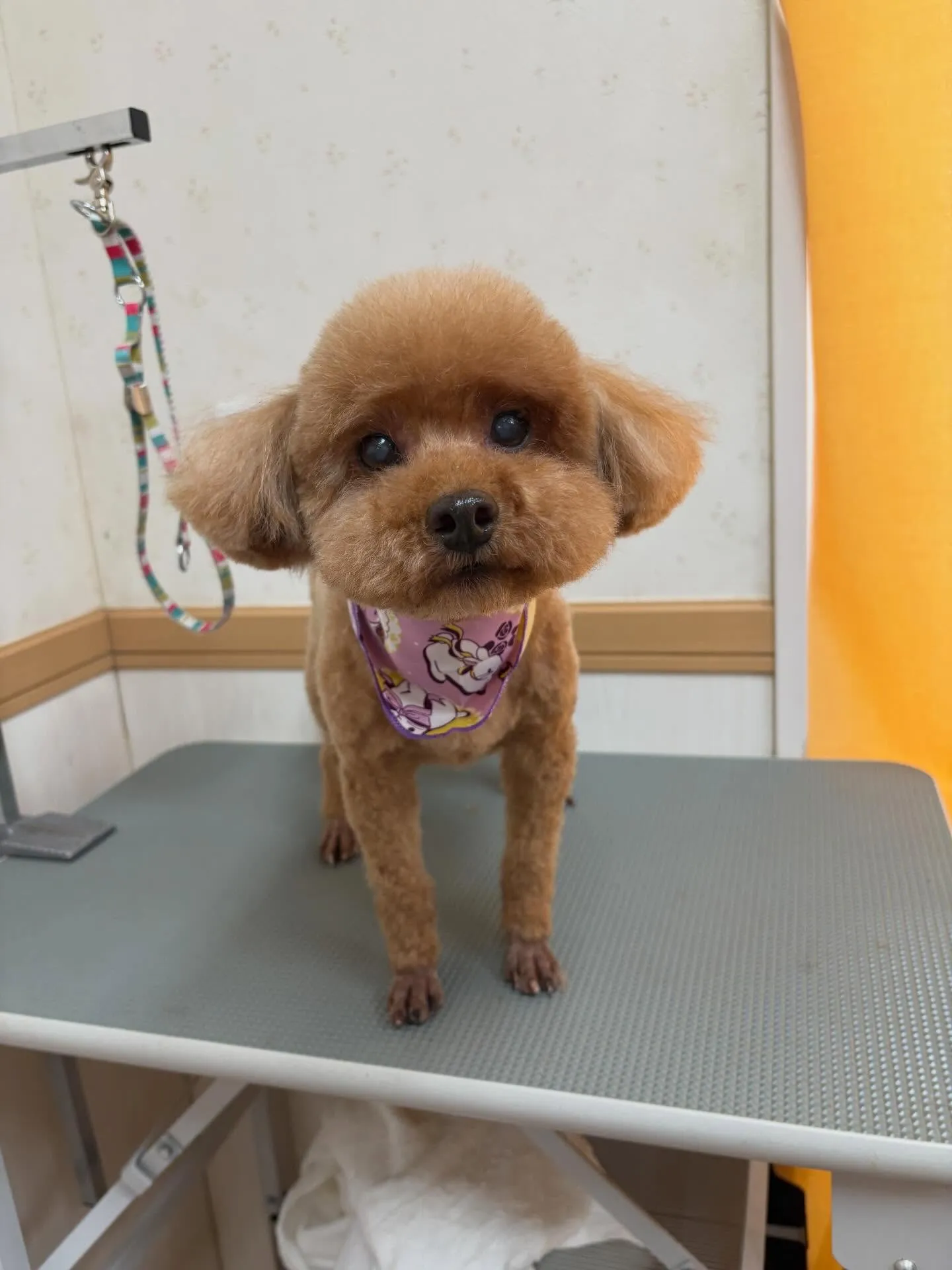 犬のトリミング✂️