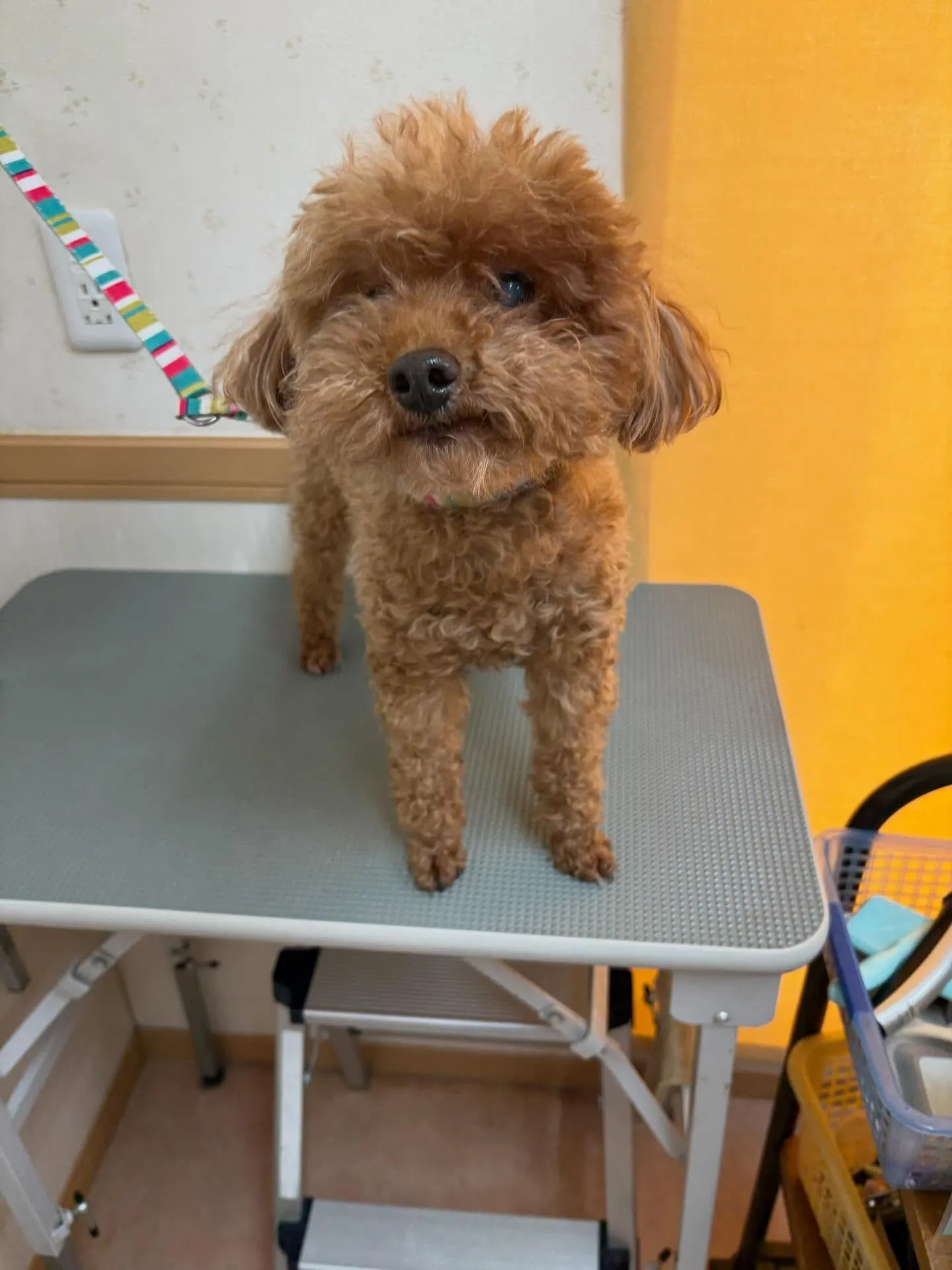 犬のトリミング✂️