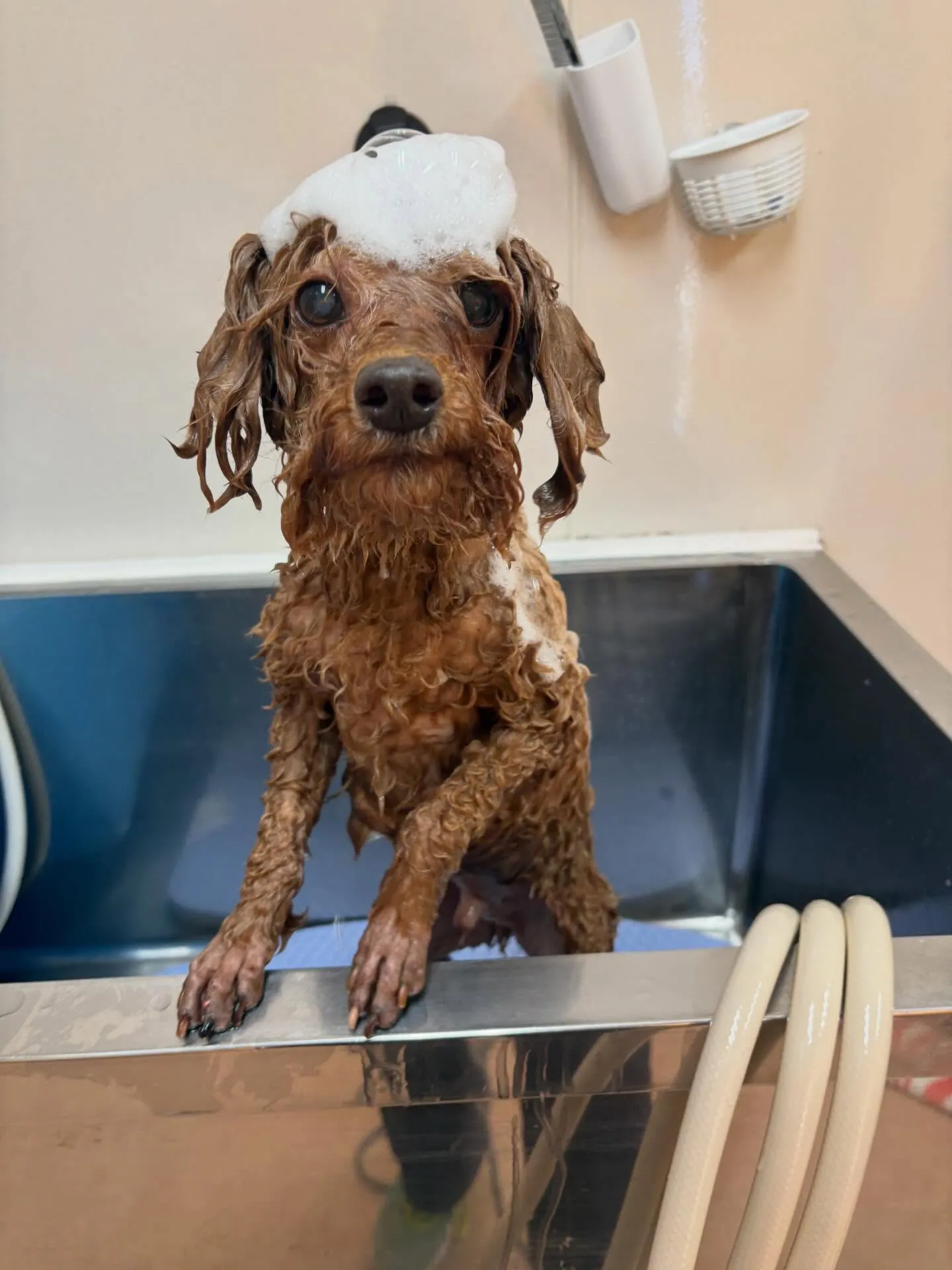 犬のトリミング✂️