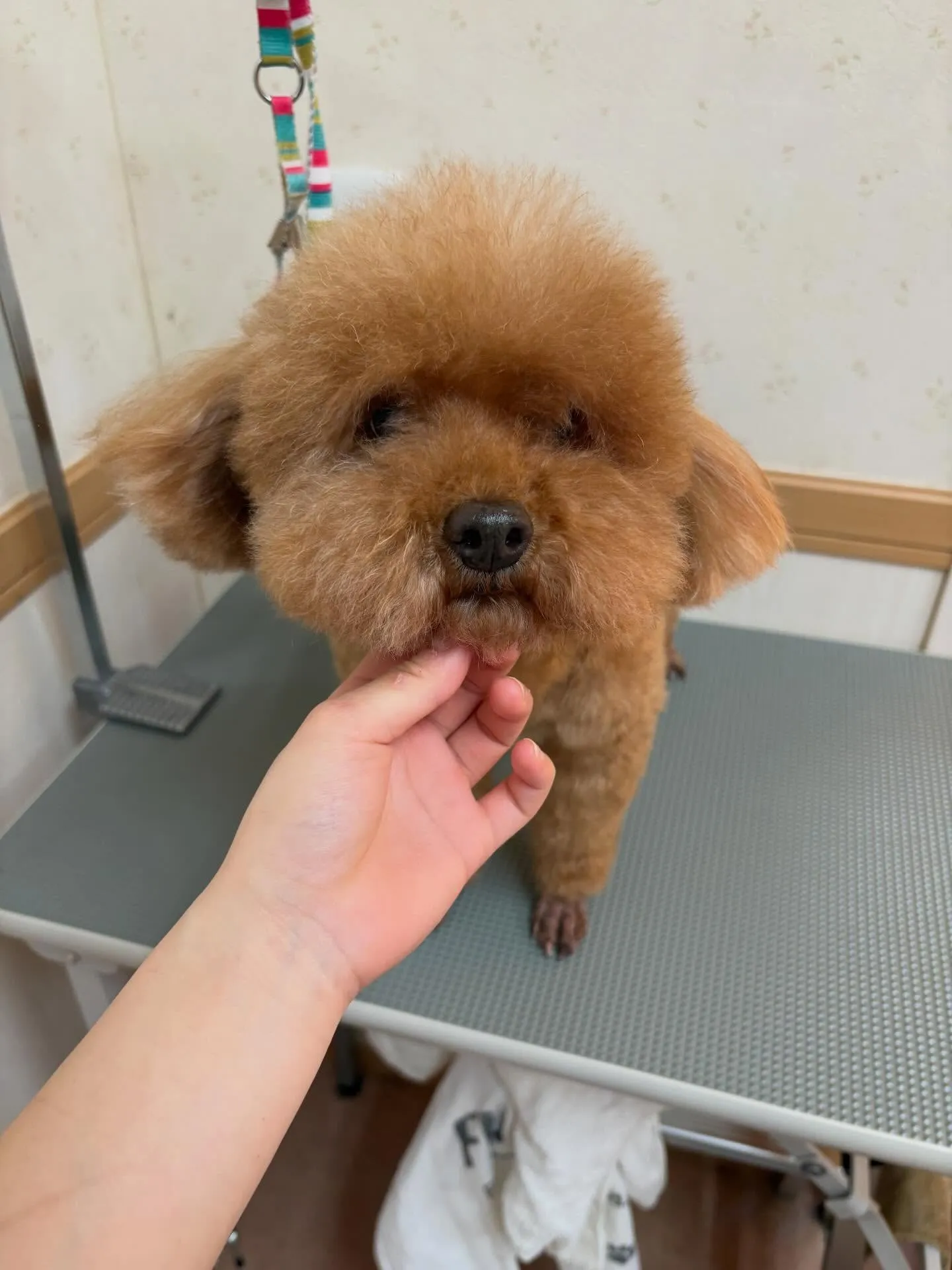 犬のトリミング✂️