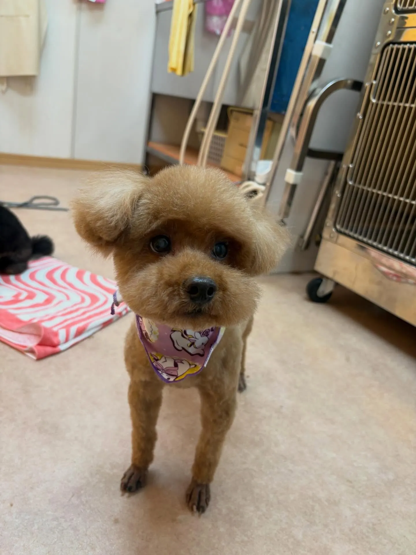 犬のトリミング✂️