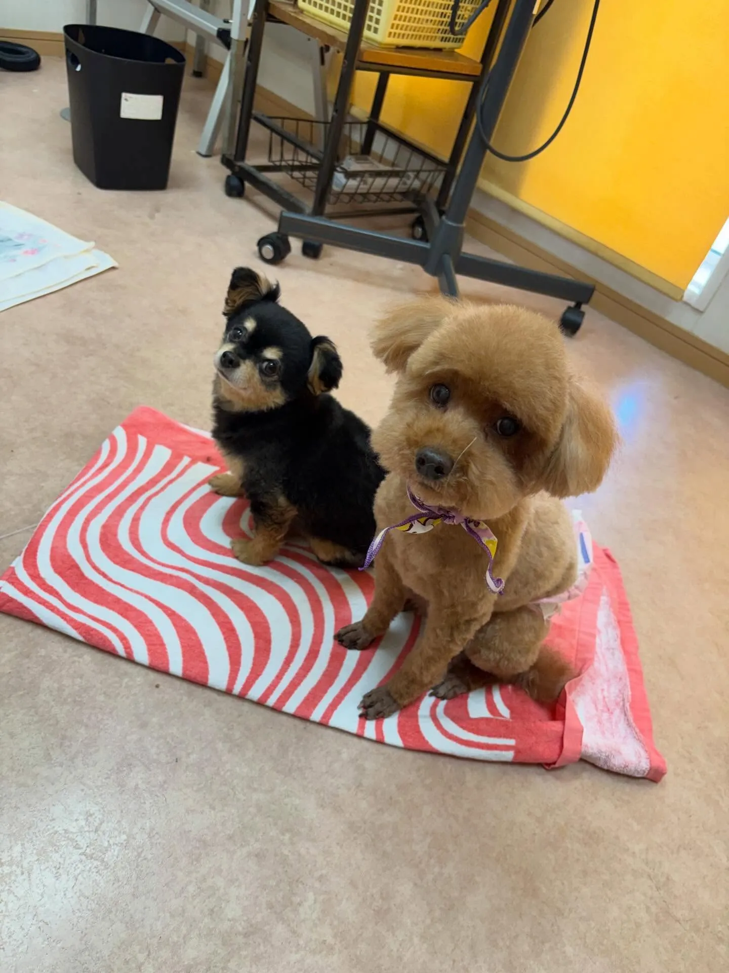 犬のトリミング✂️