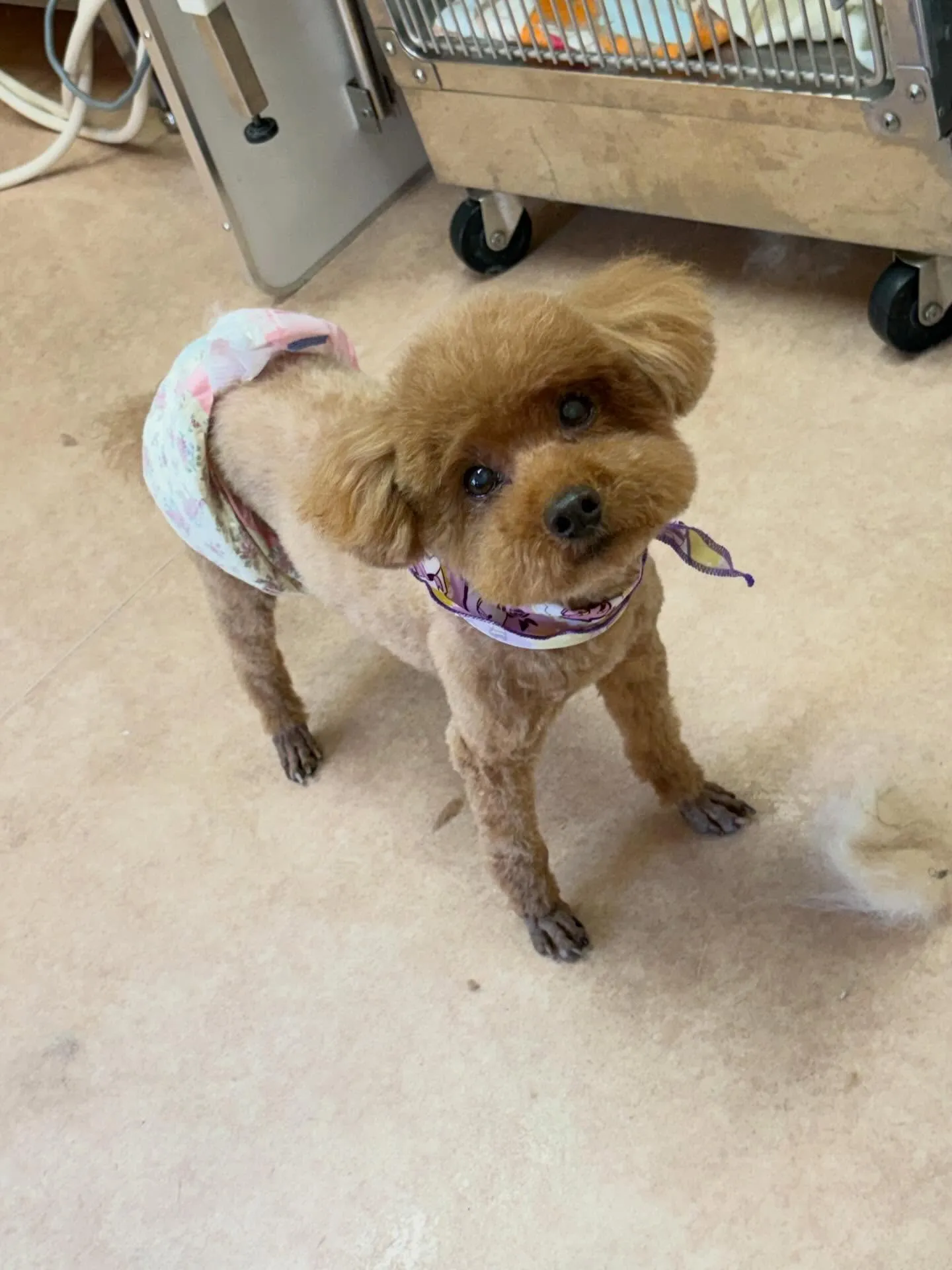 犬のトリミング✂️