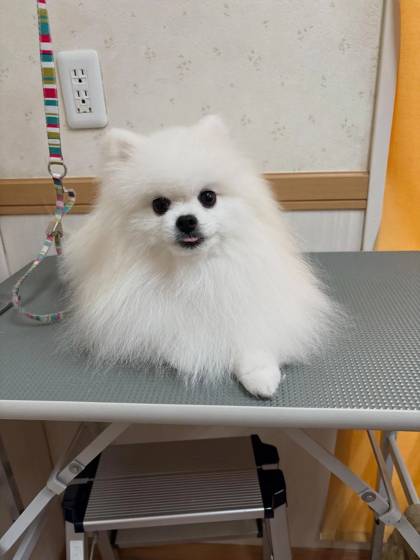 犬のシャンプー🫧