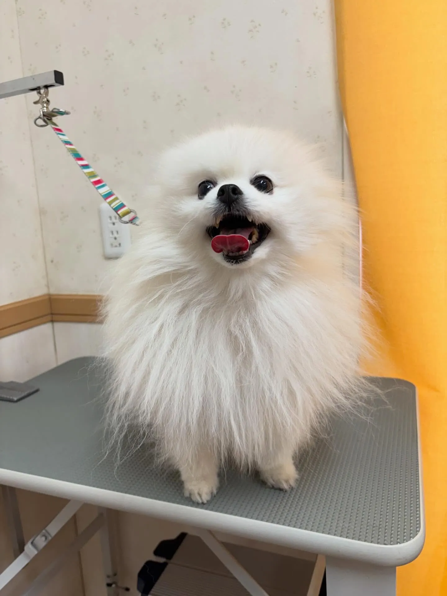 犬のシャンプー🫧