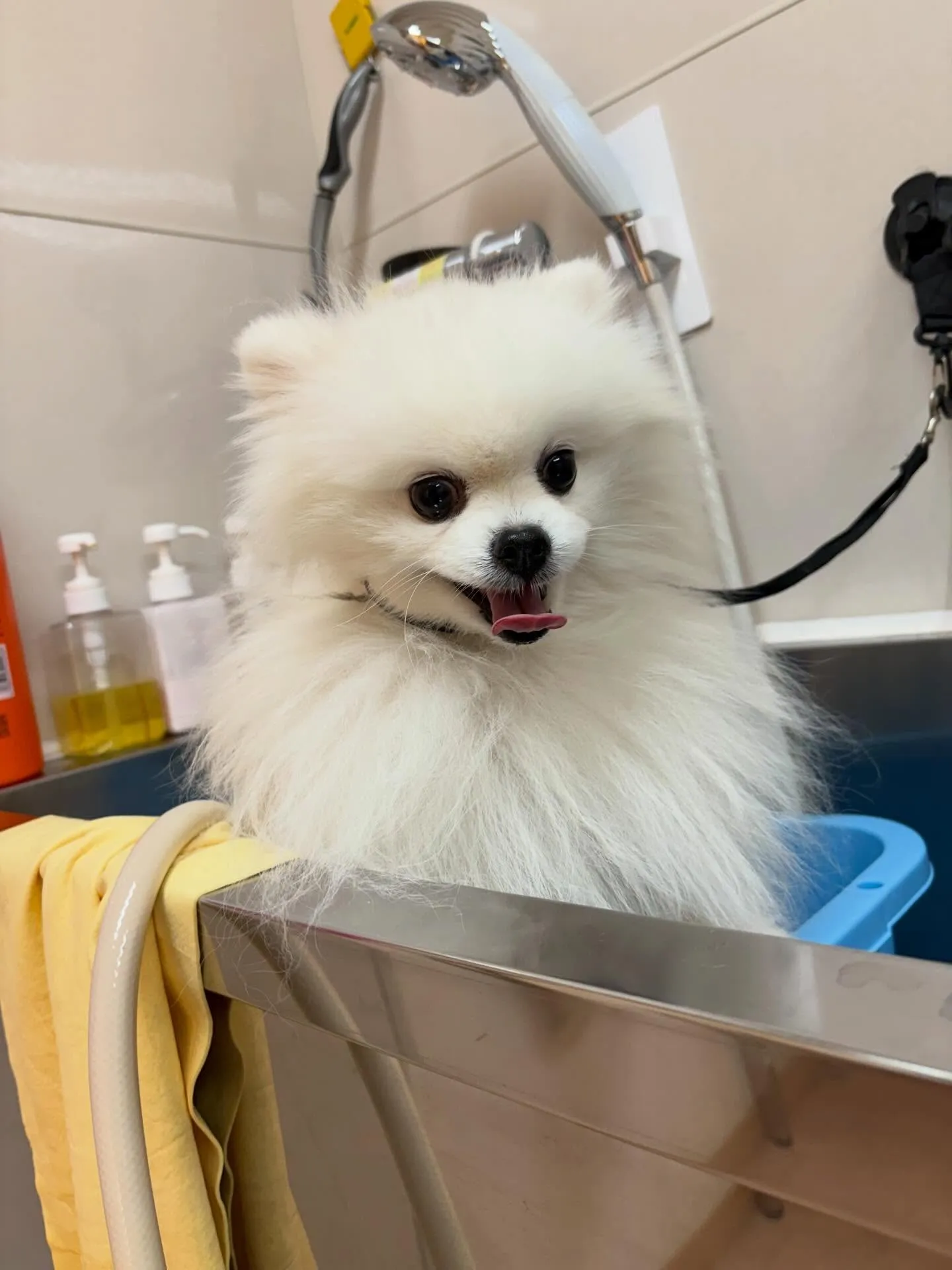 犬のシャンプー🫧