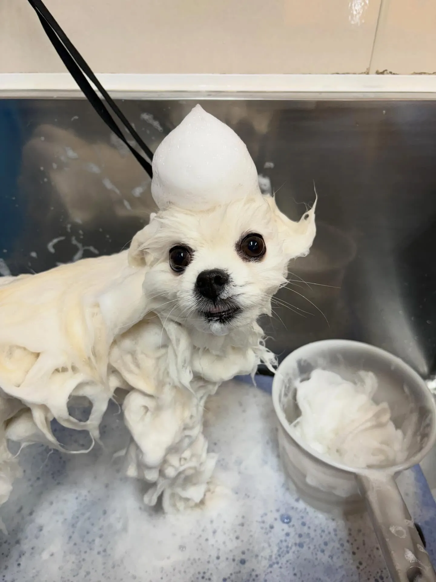 犬のシャンプー🫧