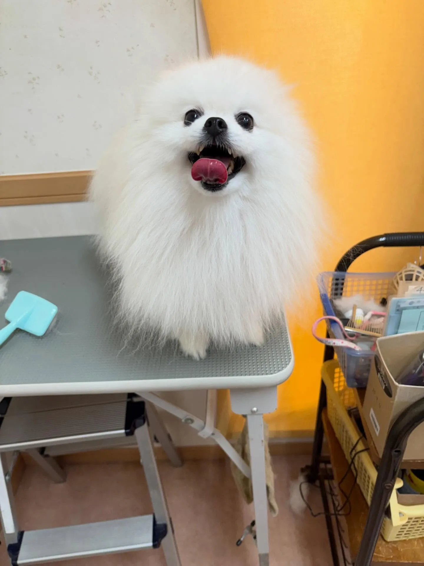 犬のシャンプー🫧