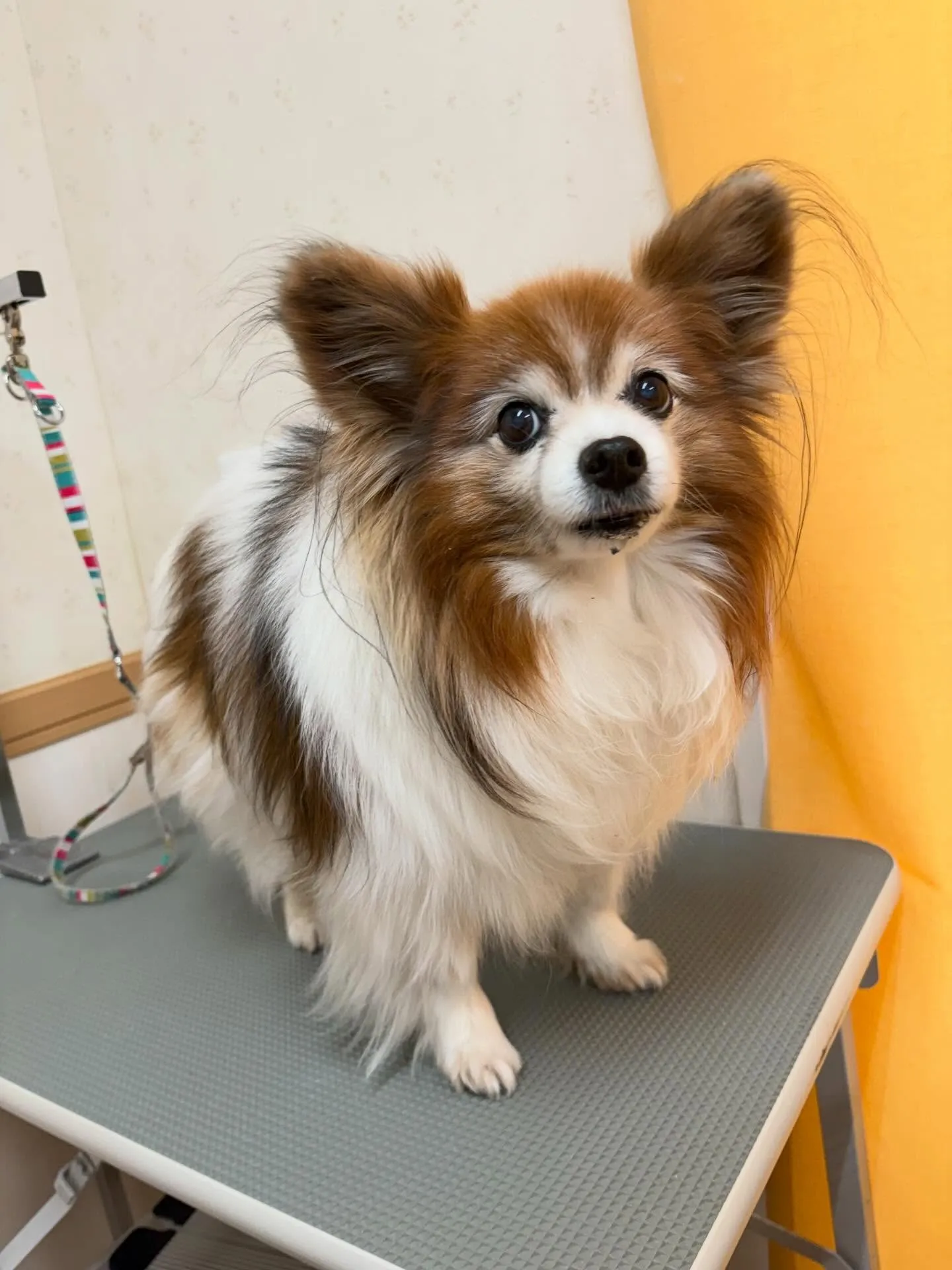 犬のシャンプー🫧