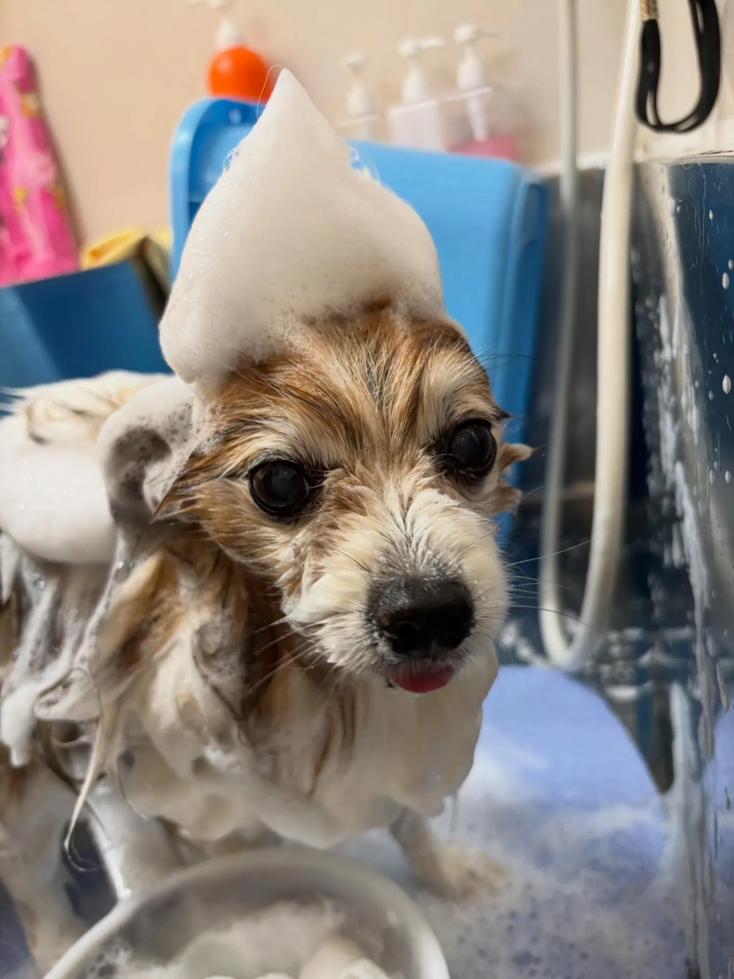 犬のシャンプー🫧