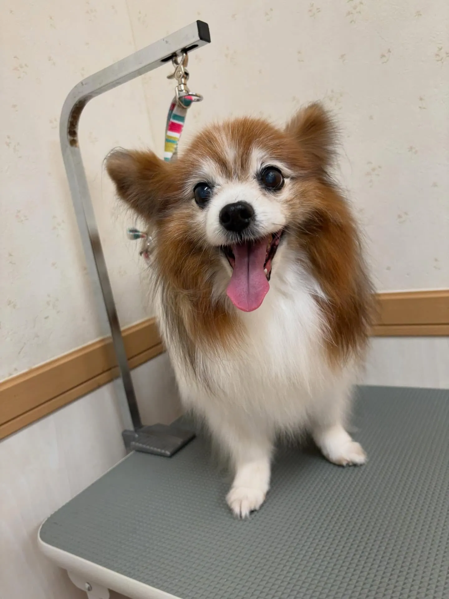 犬のシャンプー🫧