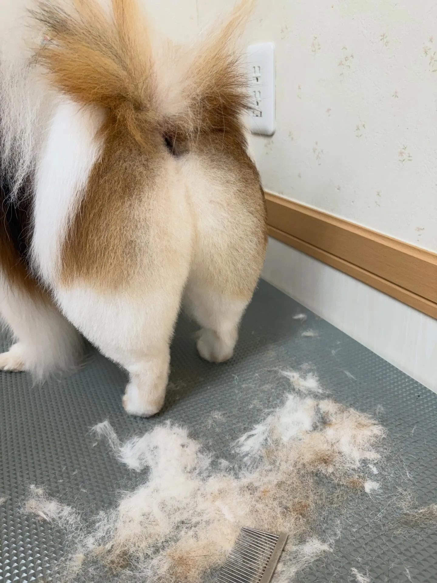 犬のシャンプー🫧