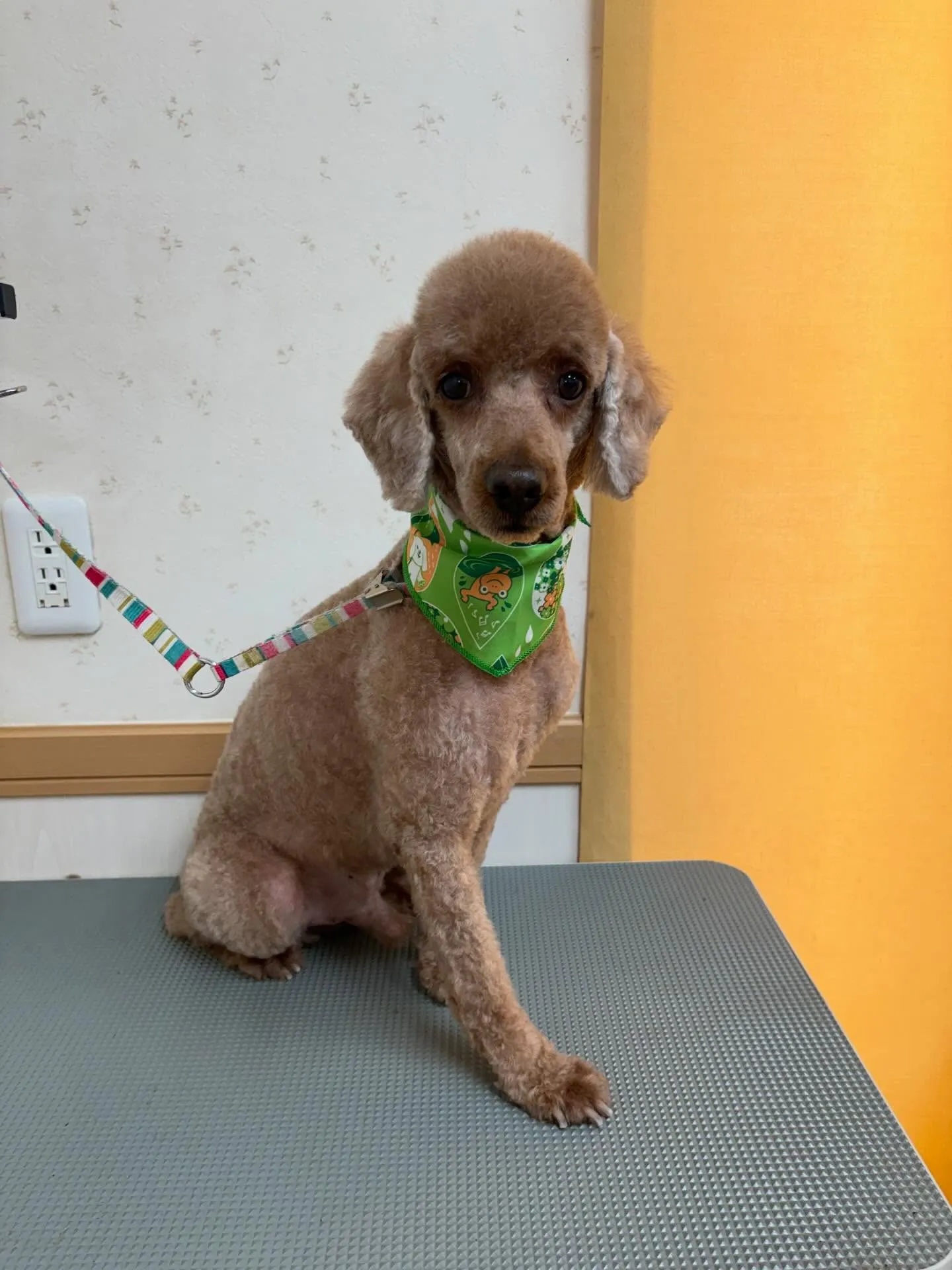 犬のトリミング✂️