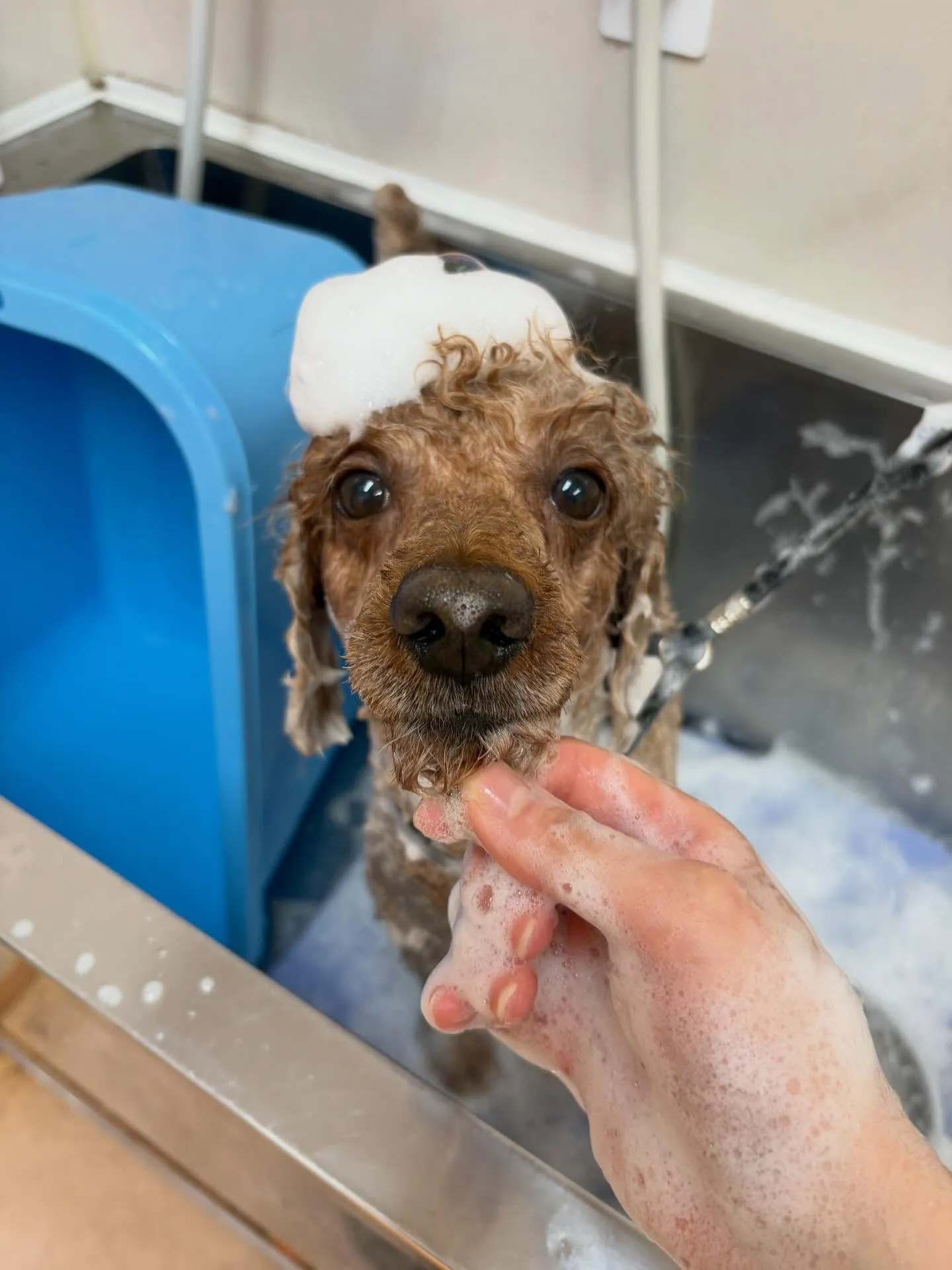 犬のトリミング✂️