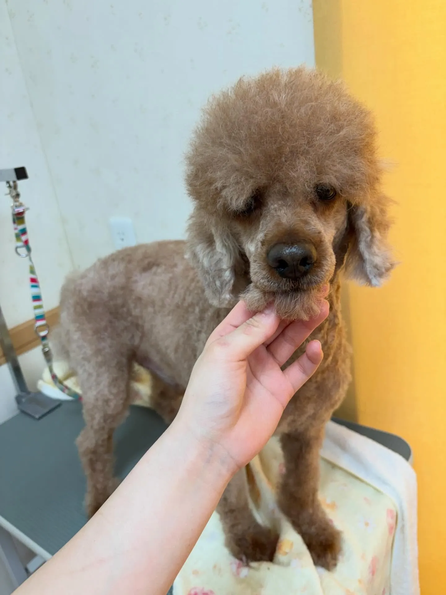 犬のトリミング✂️