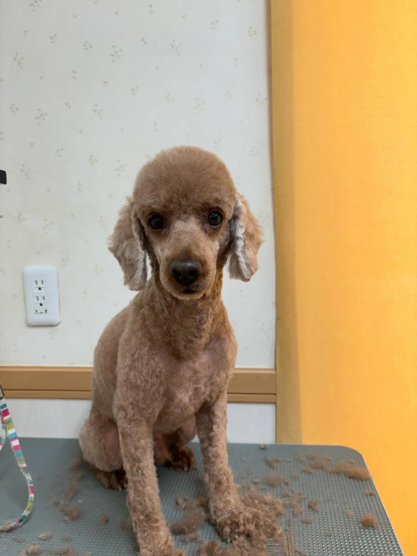 犬のトリミング✂️