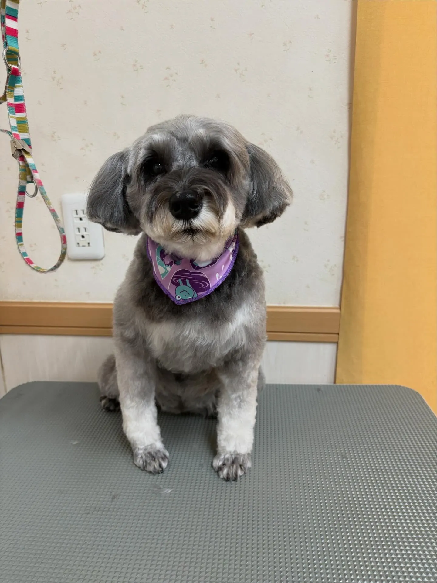 犬のトリミング✂️