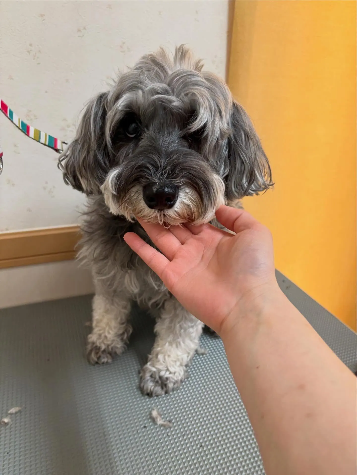 犬のトリミング✂️