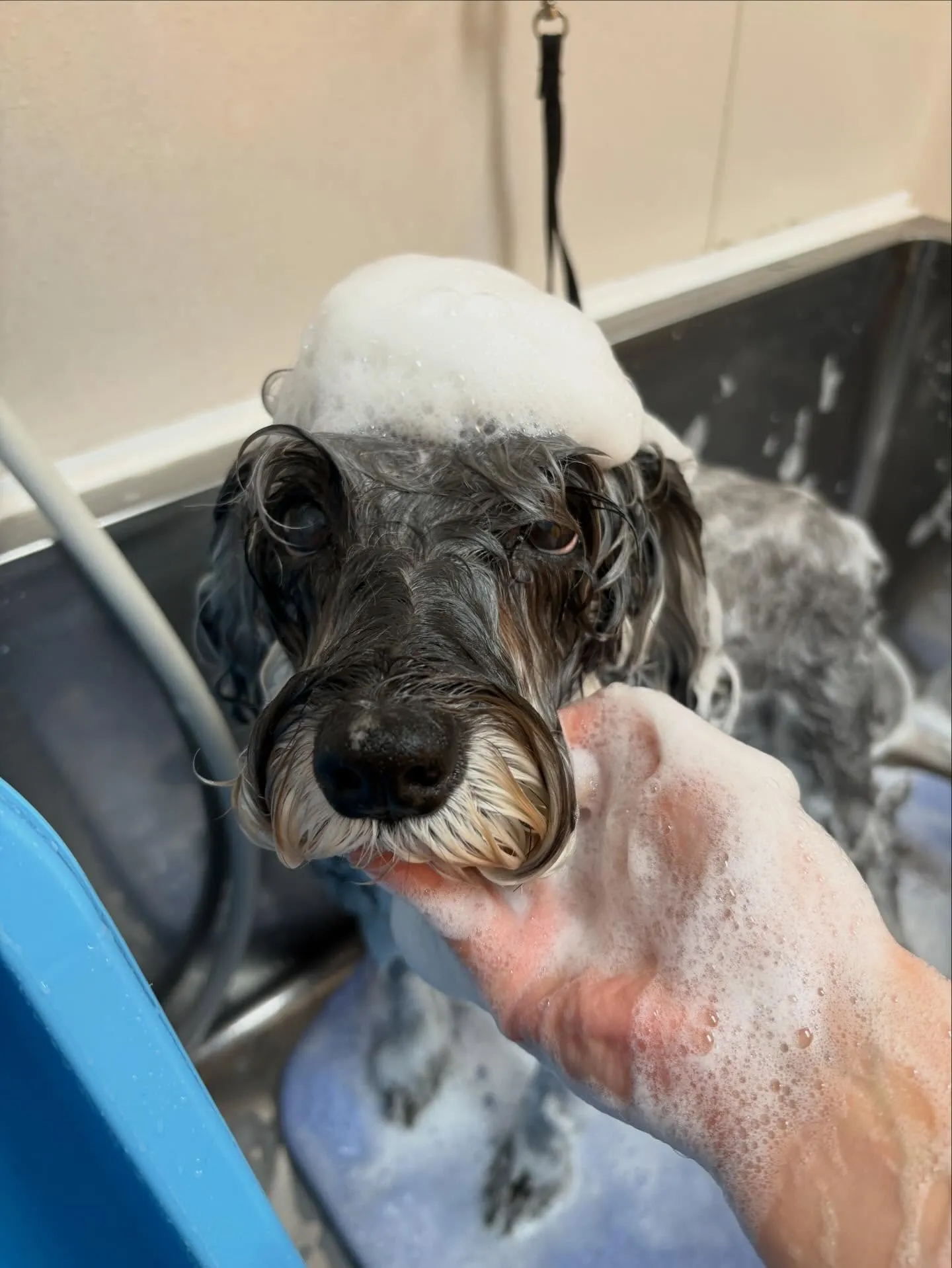 犬のトリミング✂️