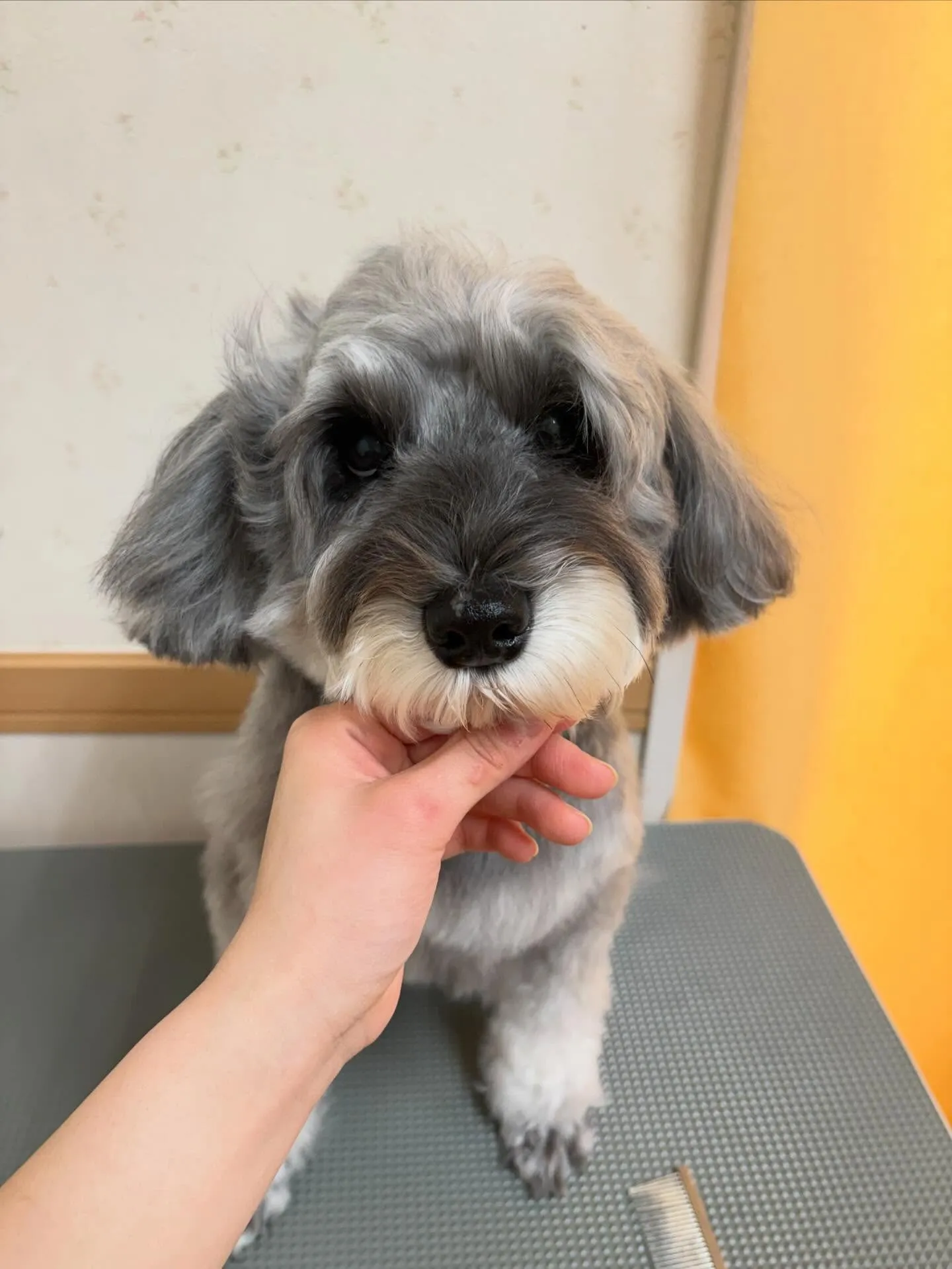 犬のトリミング✂️