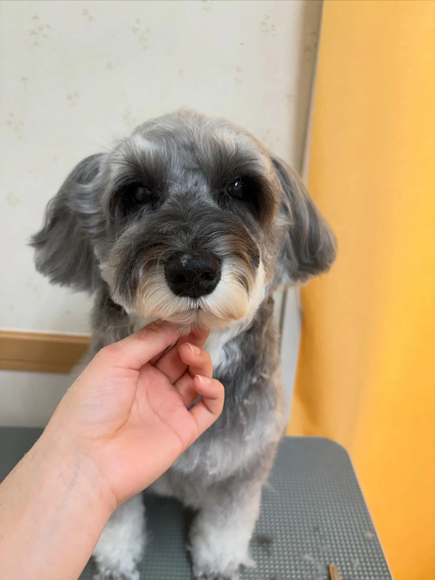 犬のトリミング✂️