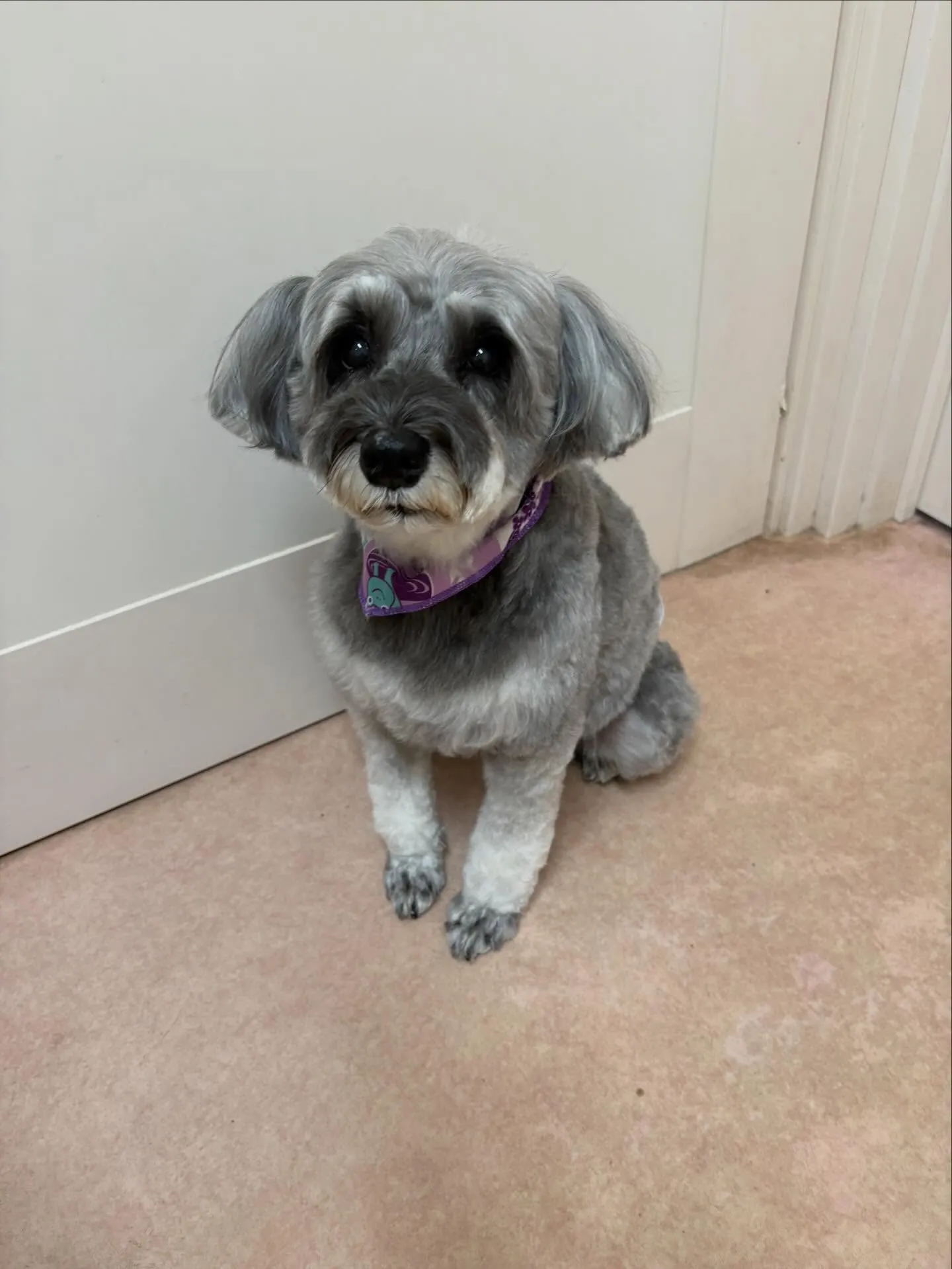 犬のトリミング✂️