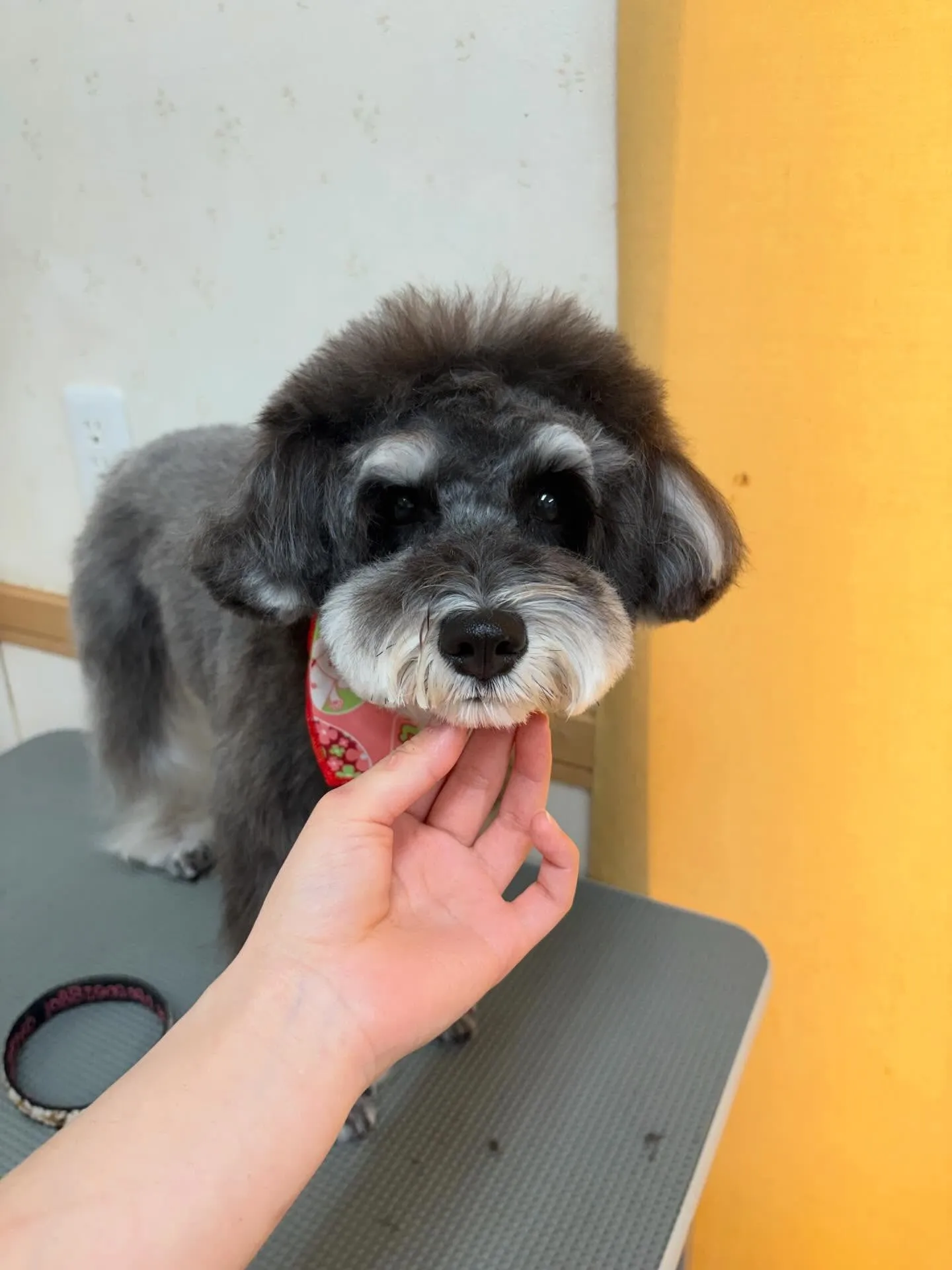 犬のトリミング✂️