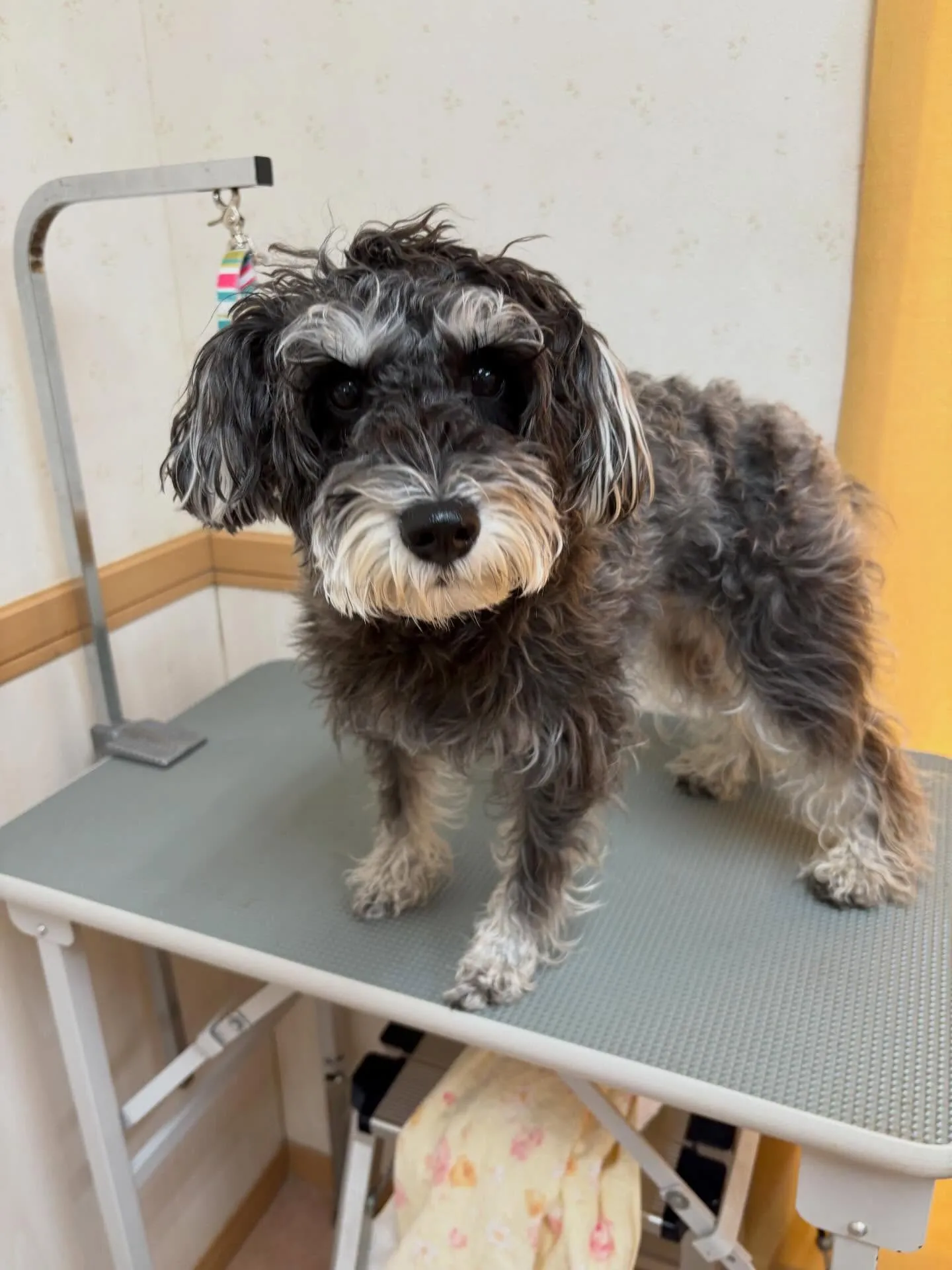 犬のトリミング✂️