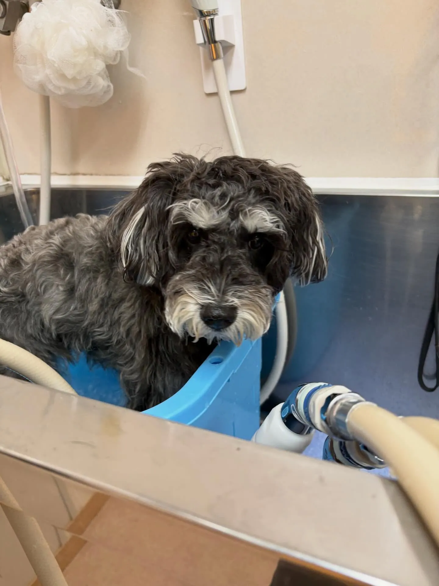 犬のトリミング✂️