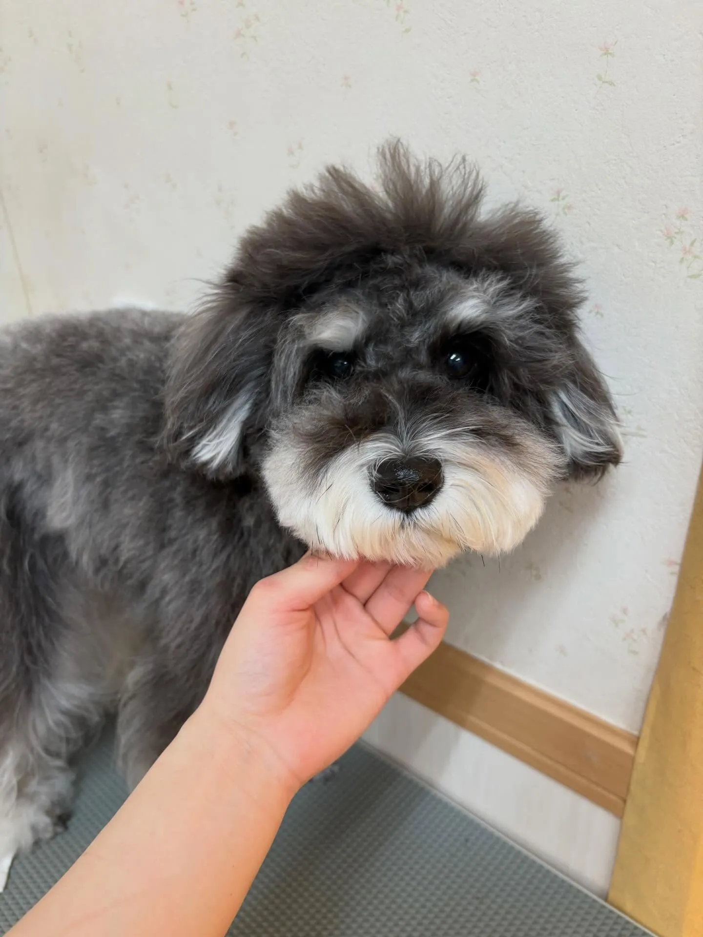 犬のトリミング✂️