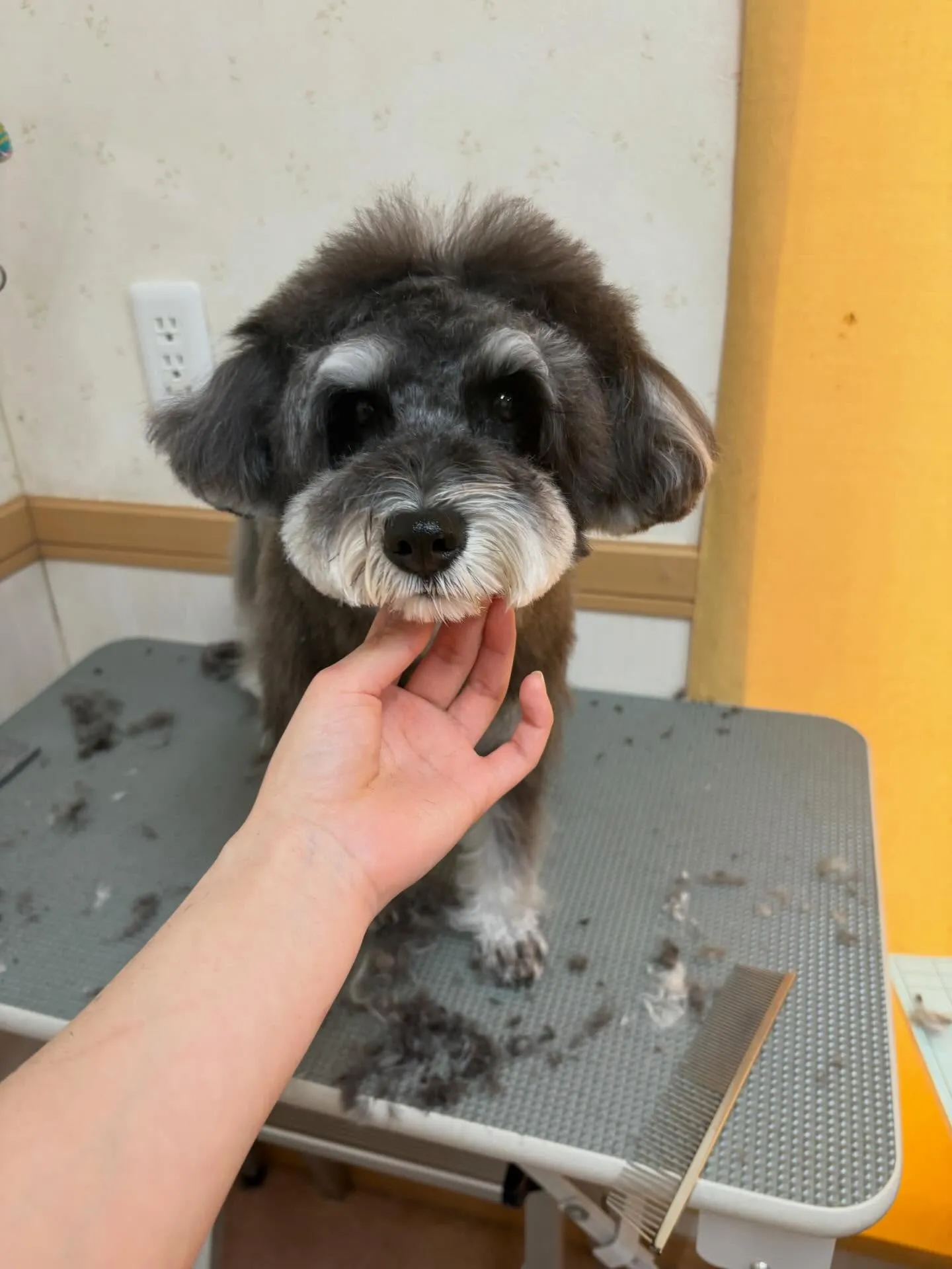 犬のトリミング✂️