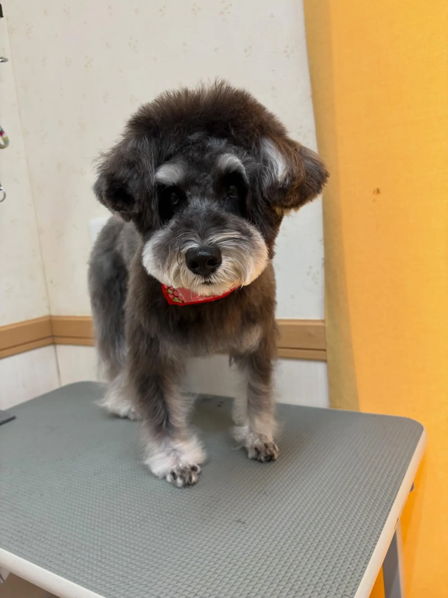 犬のトリミング✂️