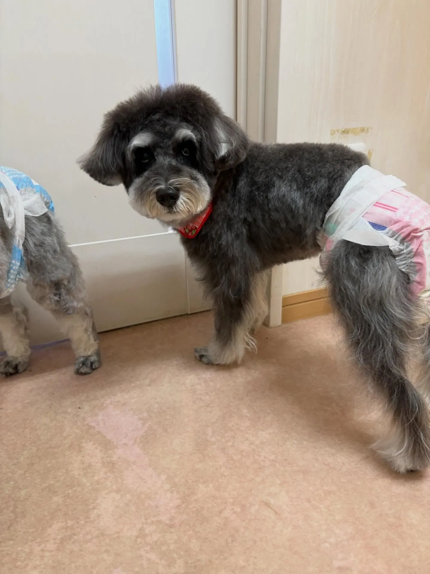 犬のトリミング✂️