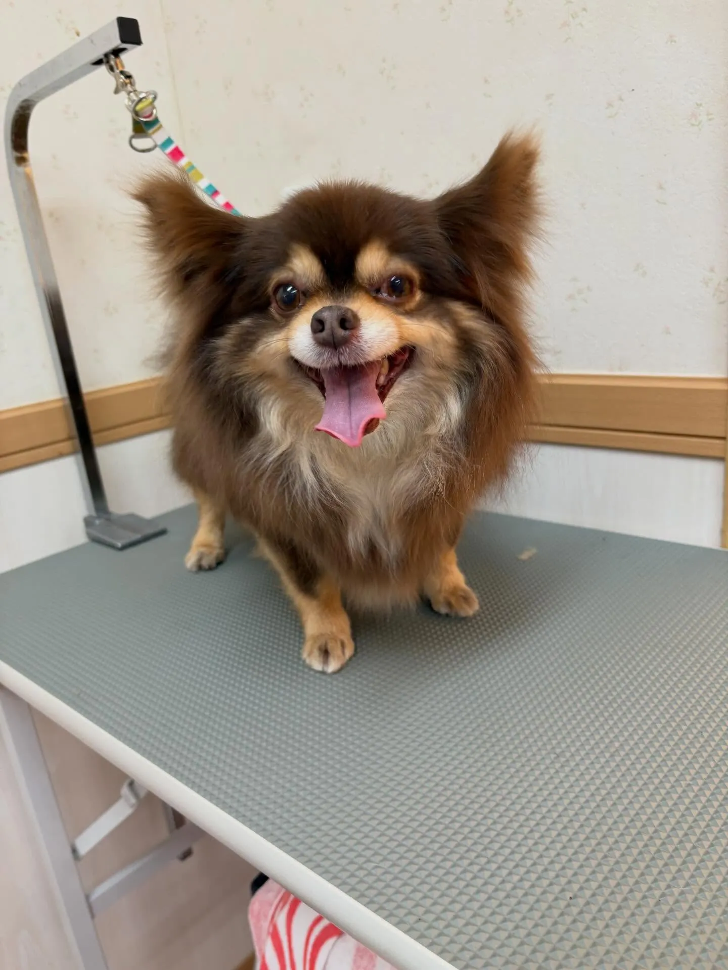 犬のシャンプー🫧