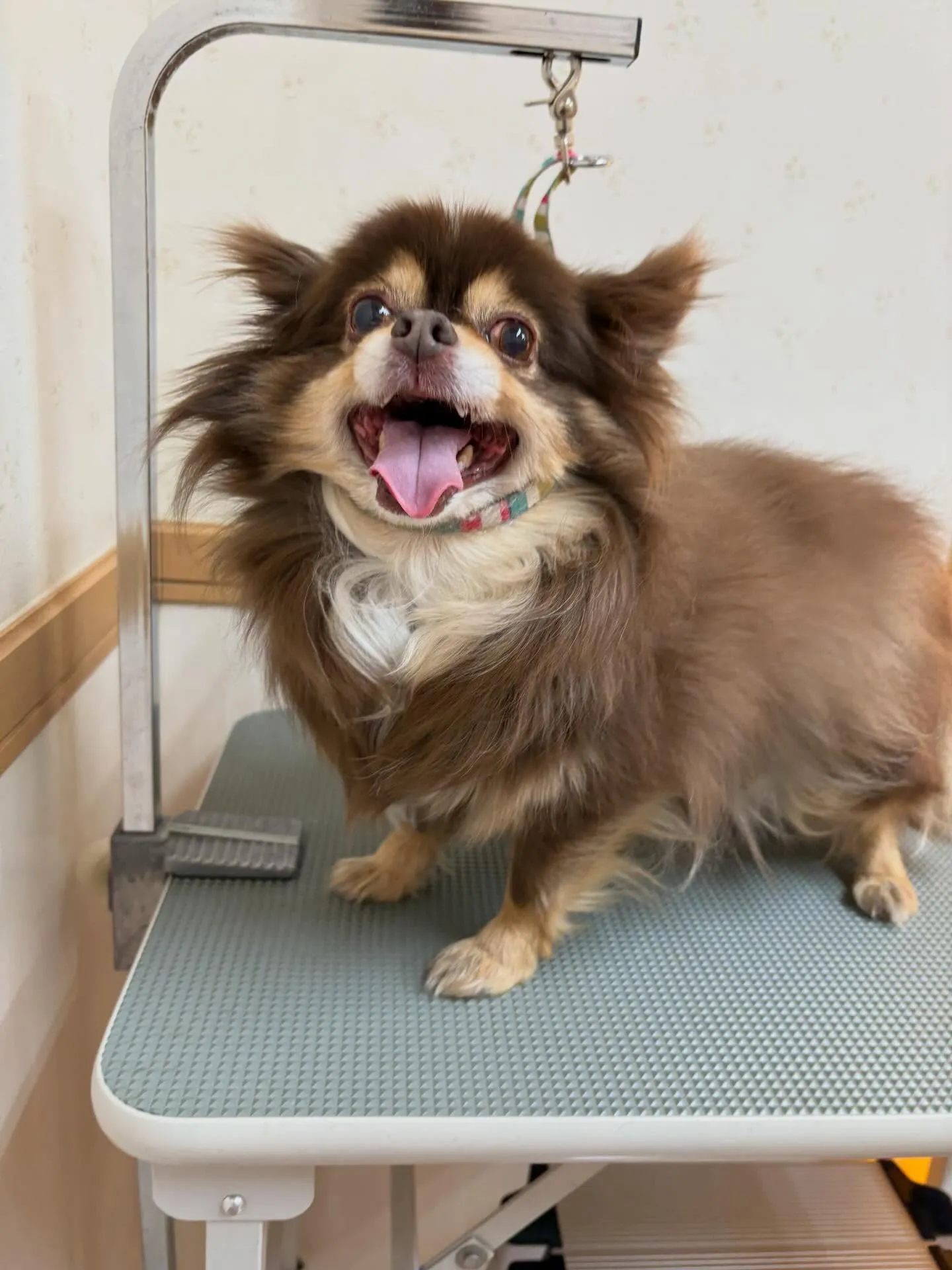 犬のシャンプー🫧