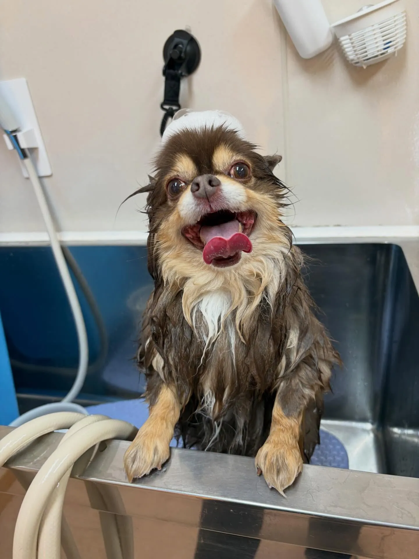 犬のシャンプー🫧