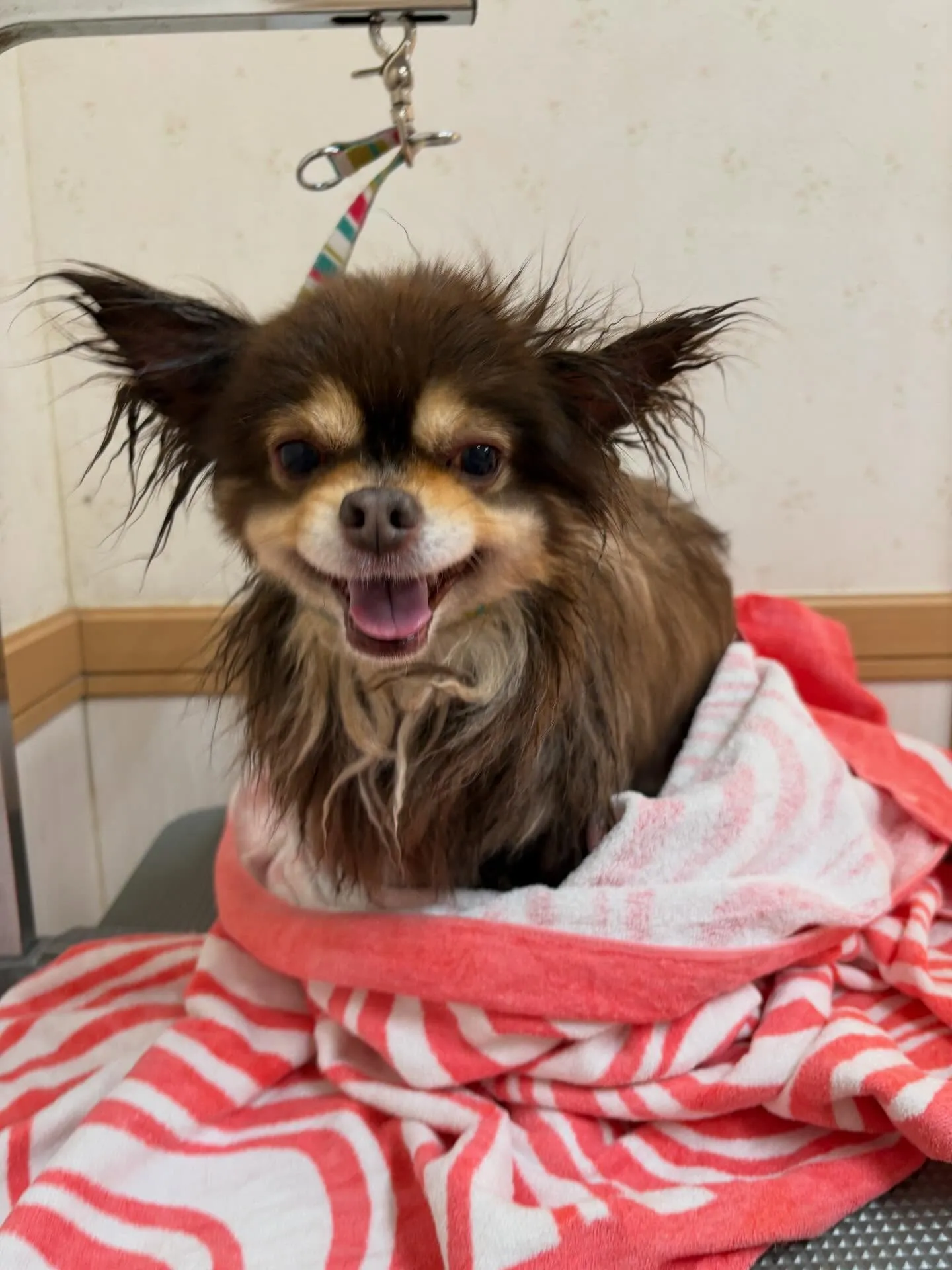 犬のシャンプー🫧