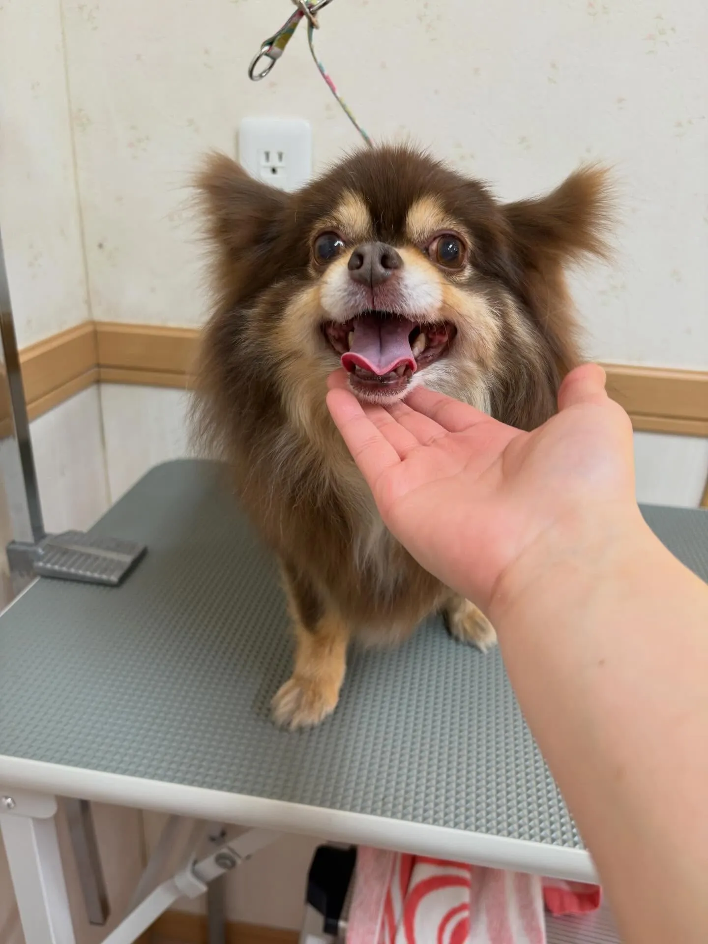 犬のシャンプー🫧