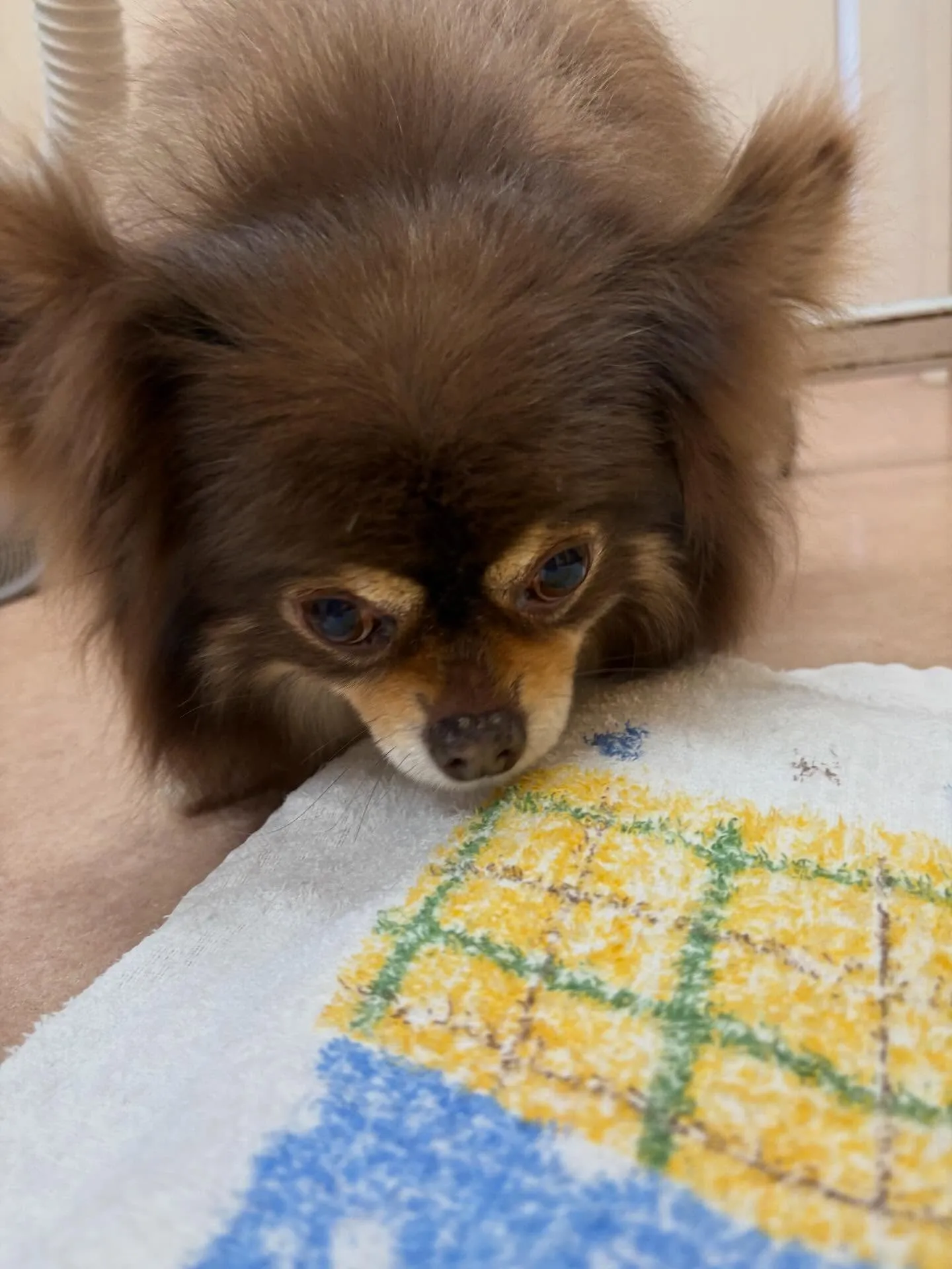 犬のシャンプー🫧