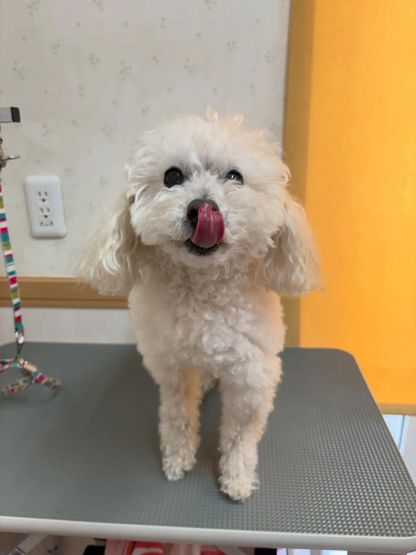 犬のトリミング✂️