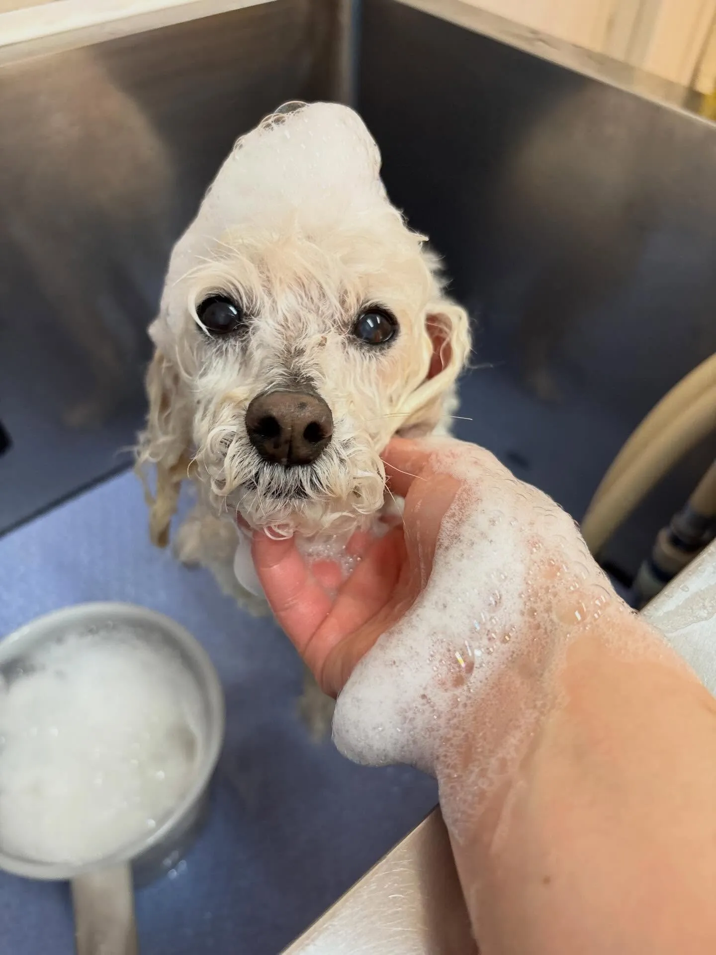 犬のトリミング✂️