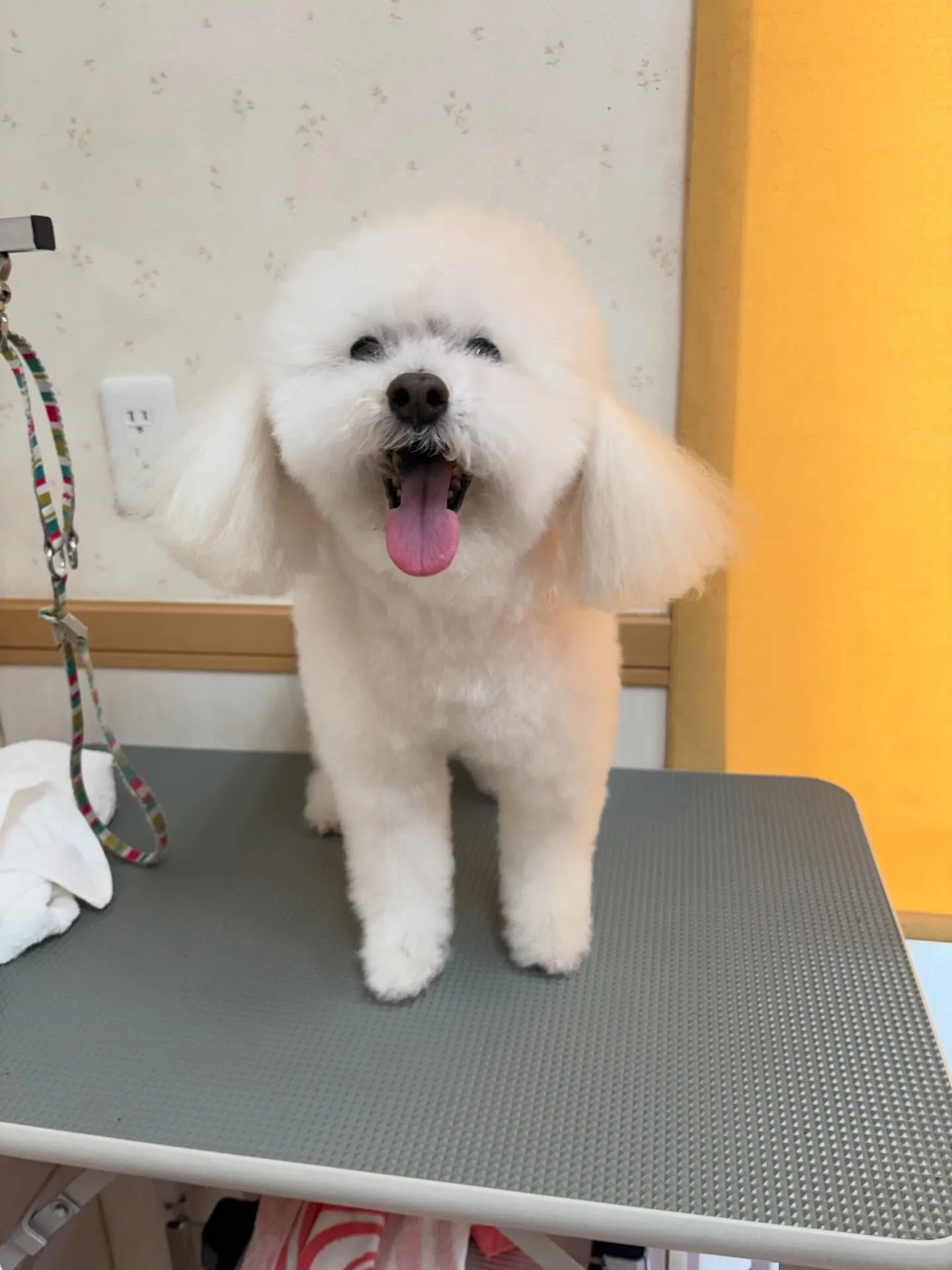 犬のトリミング✂️